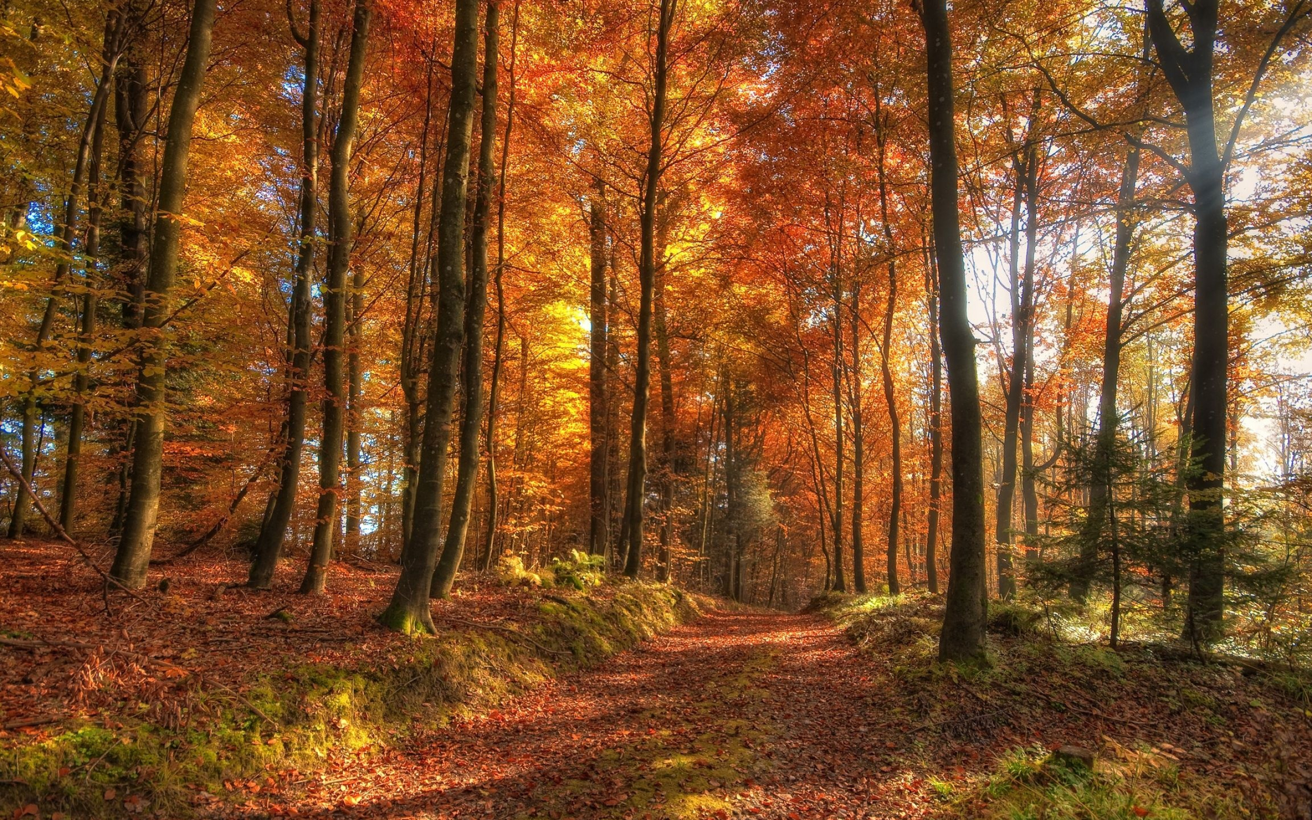 Autumn path, Forest setting, HD quality, selection, Seasonal journey, 2560x1600 HD Desktop