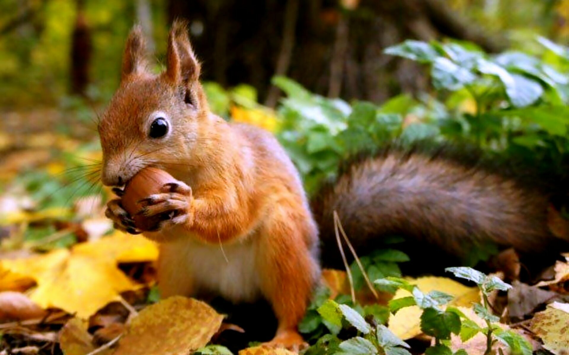 Squirrel: Sciuridae, Rodents living in trees. 1920x1200 HD Background.