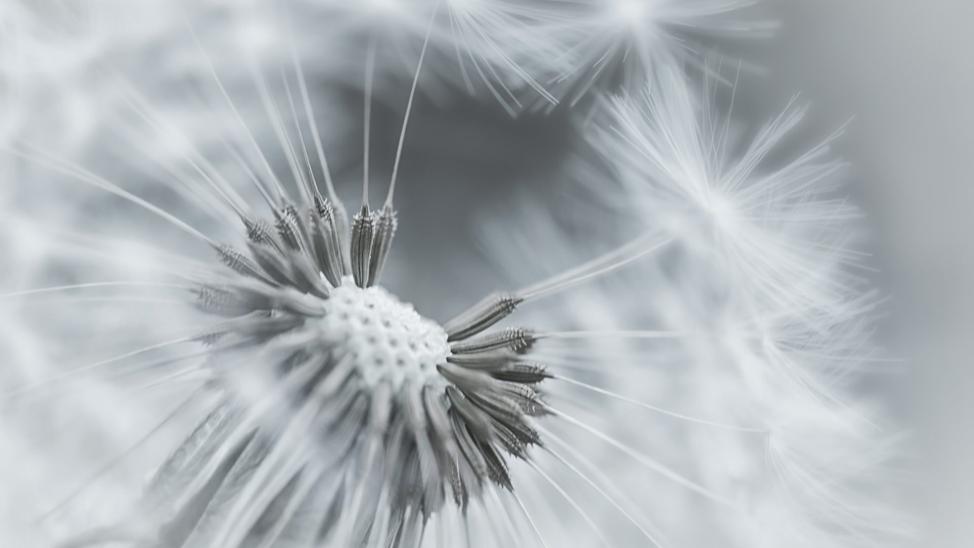 Seeds: The pappus of the dandelion plays a vital role in the seed's dispersal. 1920x1080 Full HD Wallpaper.