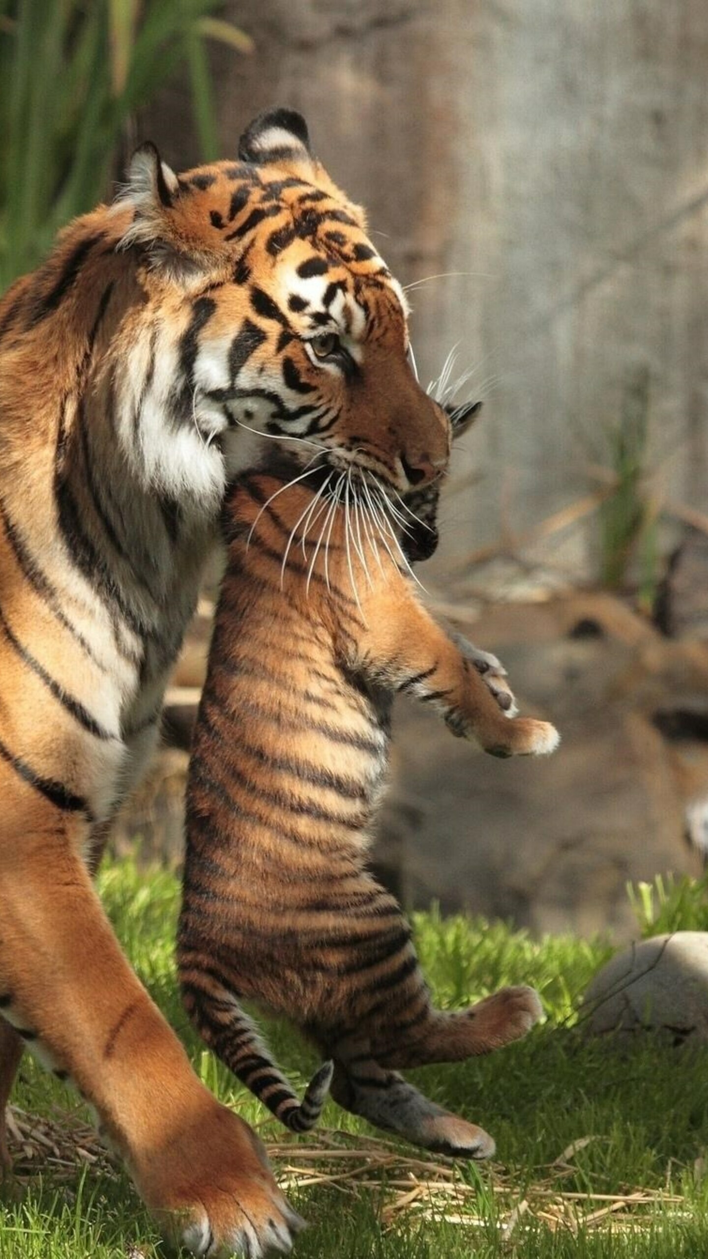 Tiger Cub: There is notable sexual dimorphism between male and female species. 1440x2560 HD Wallpaper.