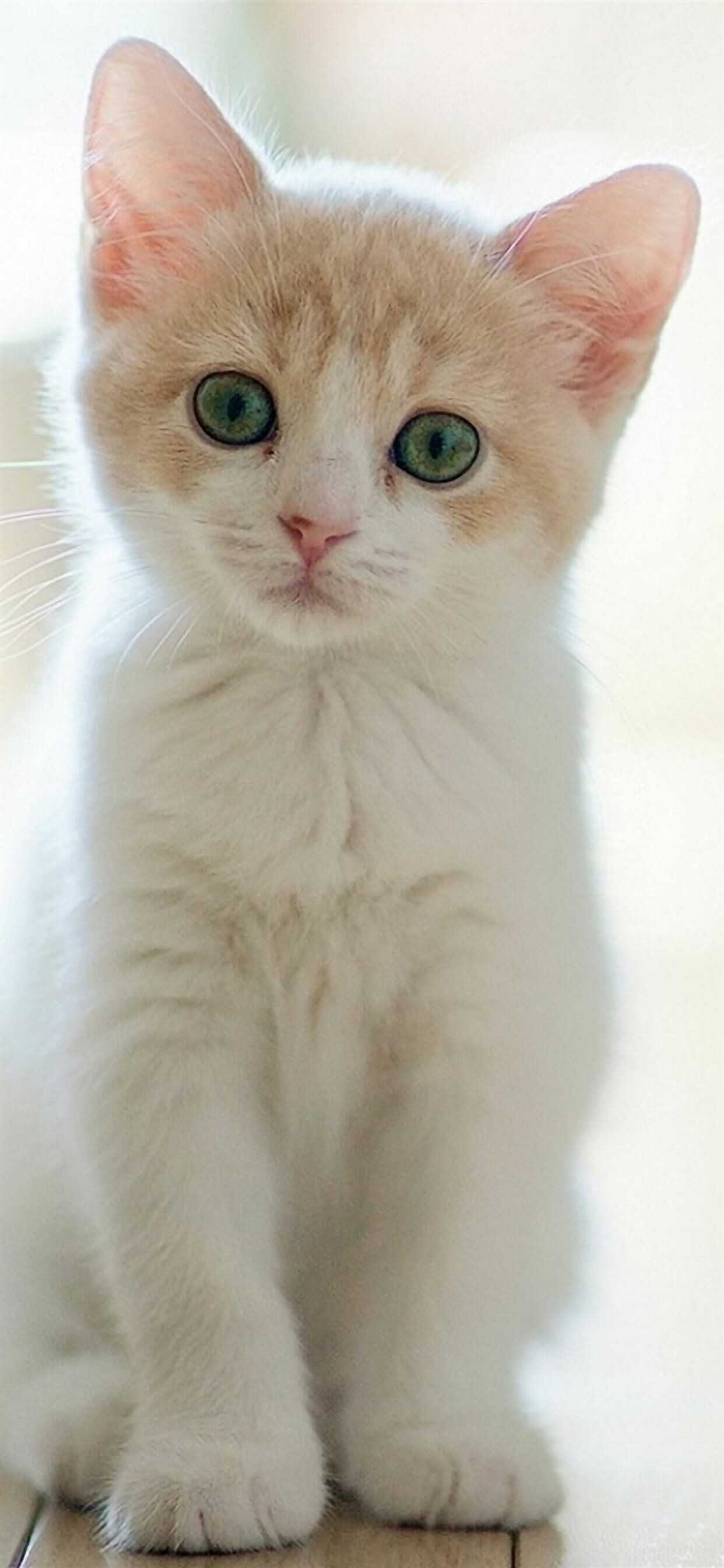 Lovely staring kittens, Cute cat iPhone wallpapers, Captivating cat gazes, Charming cat companions, 1250x2690 HD Phone