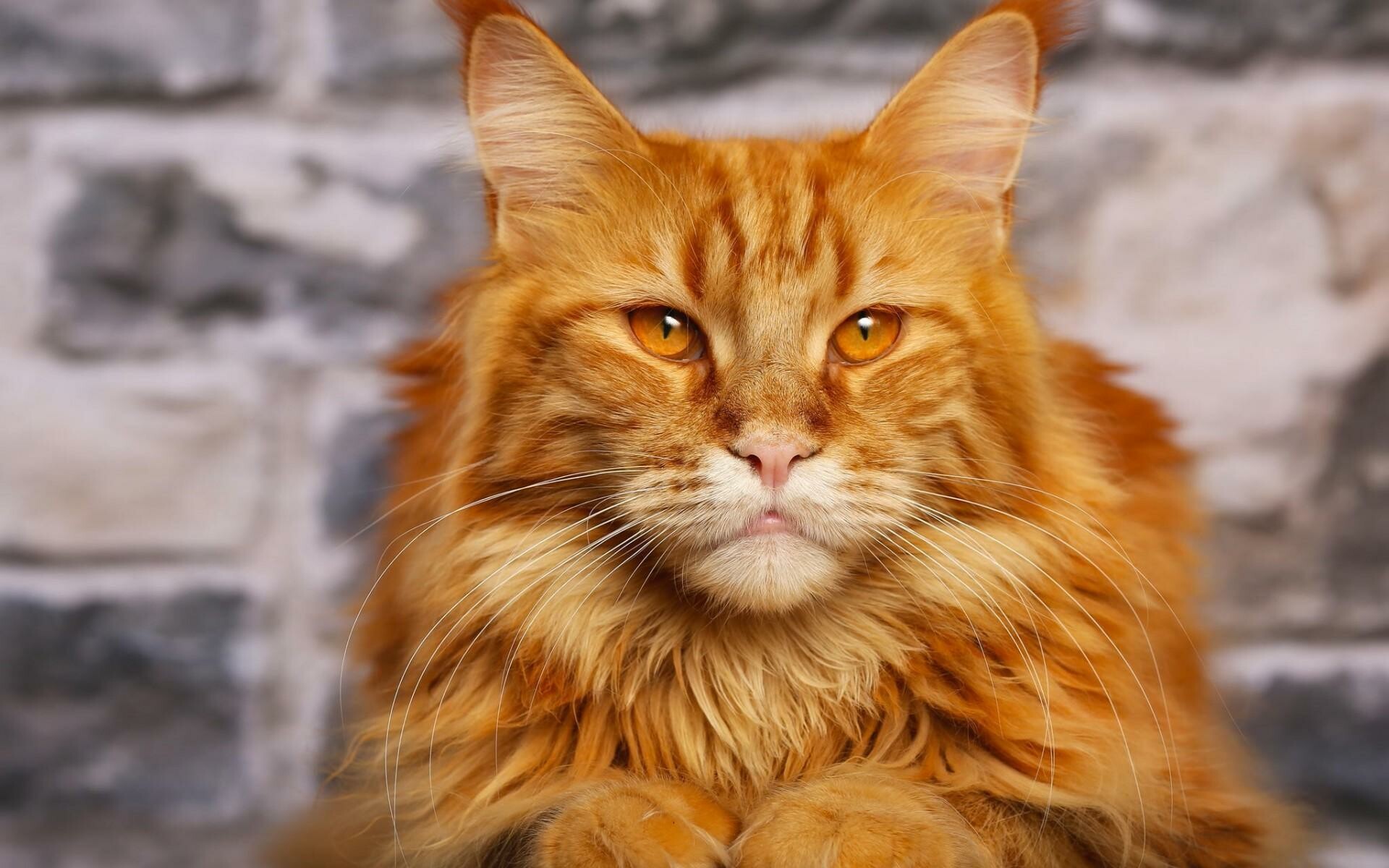 Maine Coon: The coat is long and thick and consists of an undercoat covered by a substantial glossy, waterproof top coat and have attractive tufts on ears and paws. 1920x1200 HD Background.