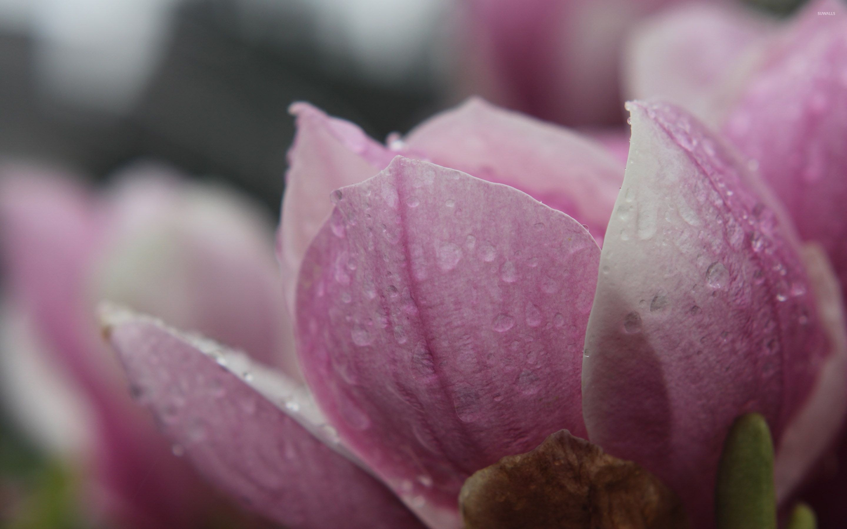 Wet magnolia wallpaper, Glistening petals, Freshly bathed blooms, Nature's charm, 2880x1800 HD Desktop
