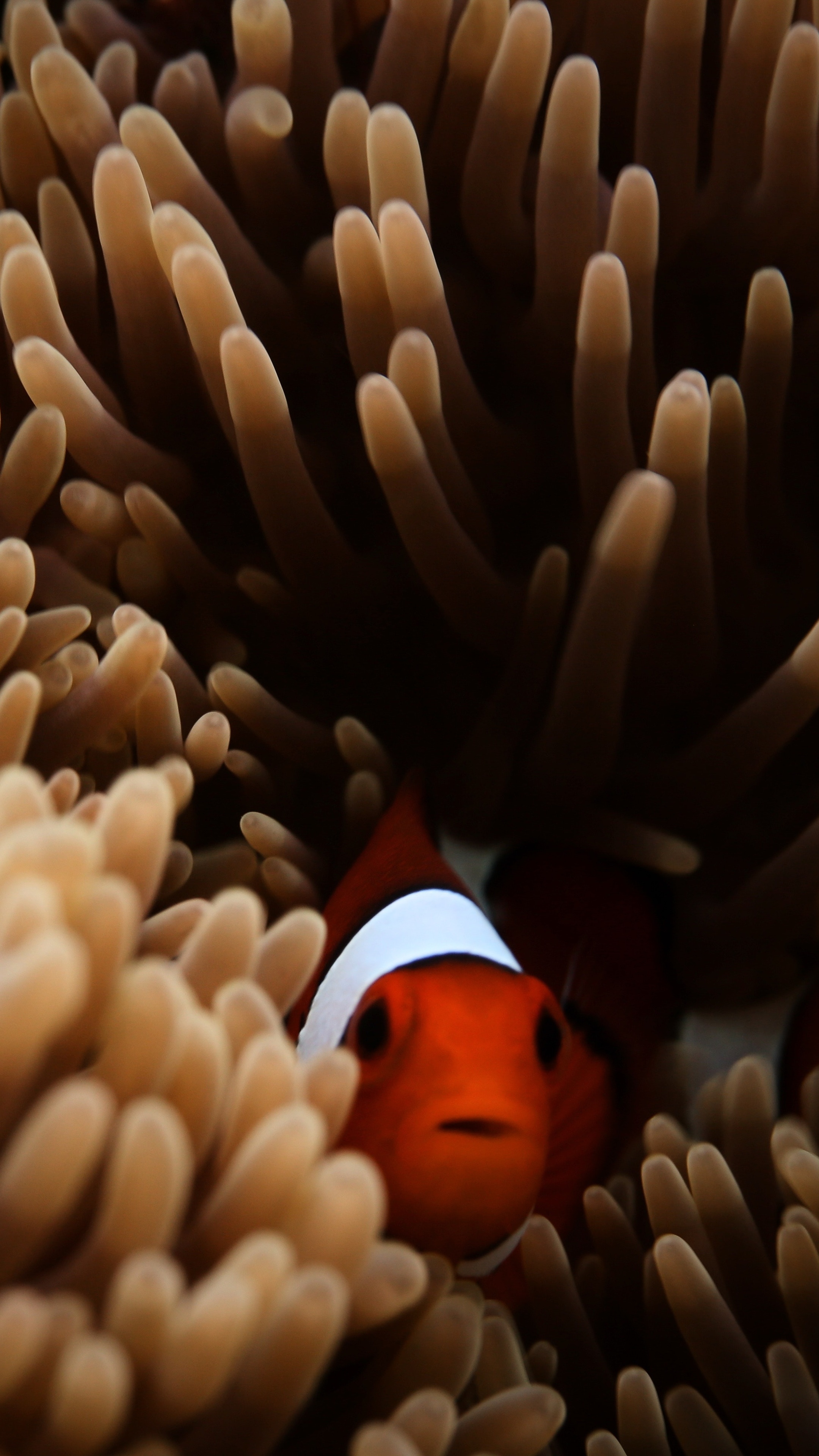 Clownfish in 5K resolution, Sony Xperia and MacBook backgrounds, Underwater spectacle, 2160x3840 4K Handy