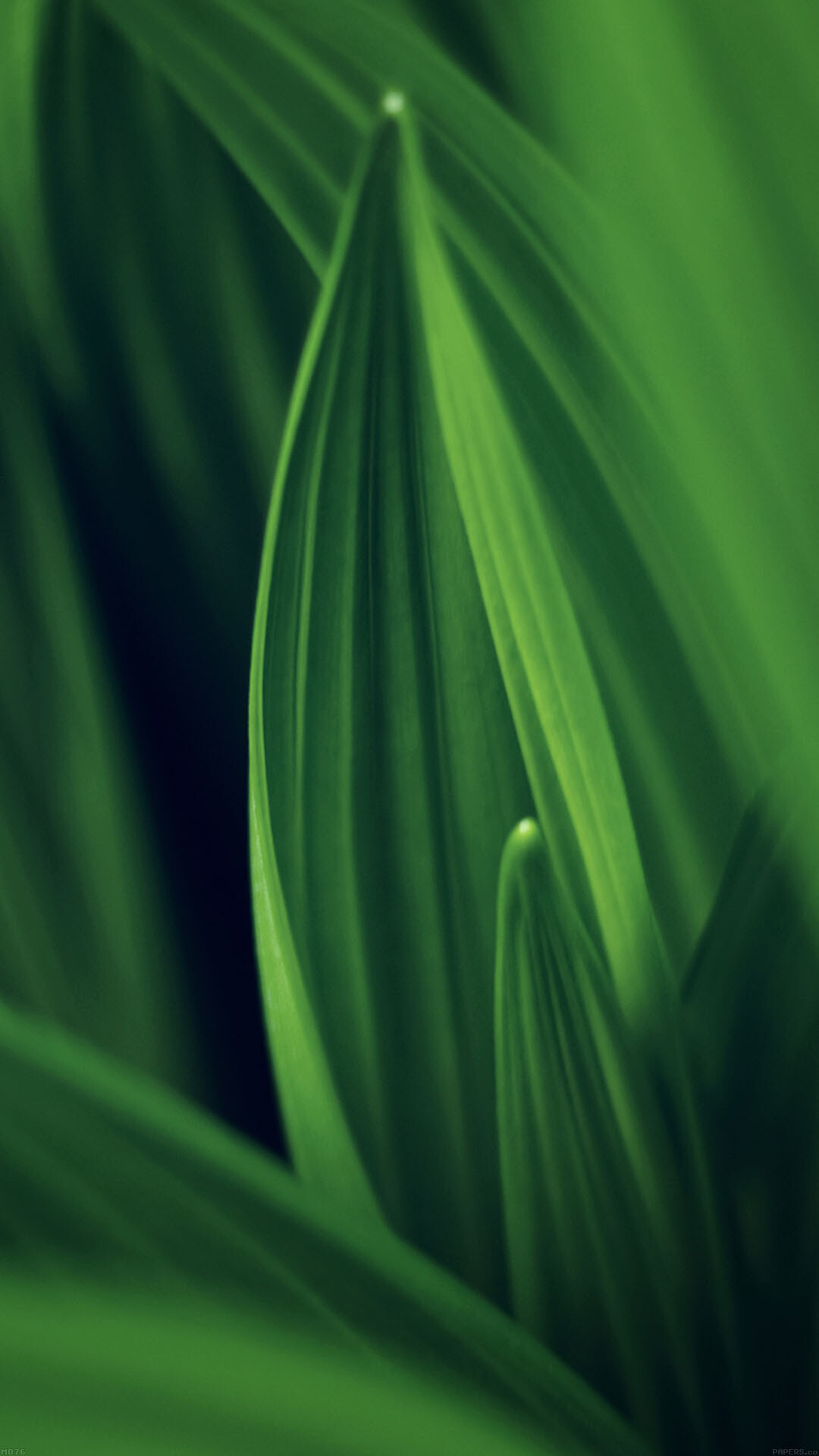 Leaf: Nature, Gets its green color from chlorophyll. 1080x1920 Full HD Background.