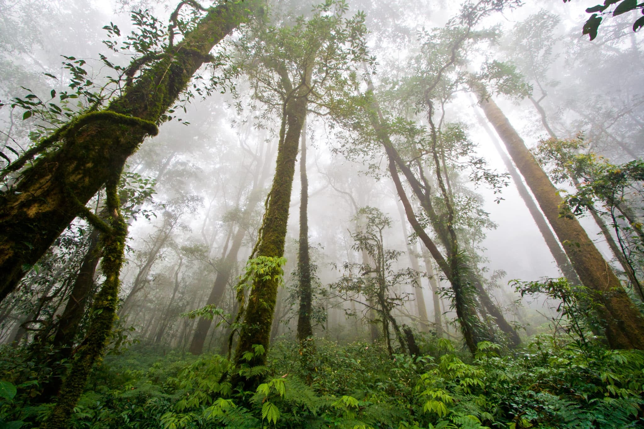 Rainforest rainfall, World's beauty, Leaves' symphony, Nature's embrace, 2050x1370 HD Desktop