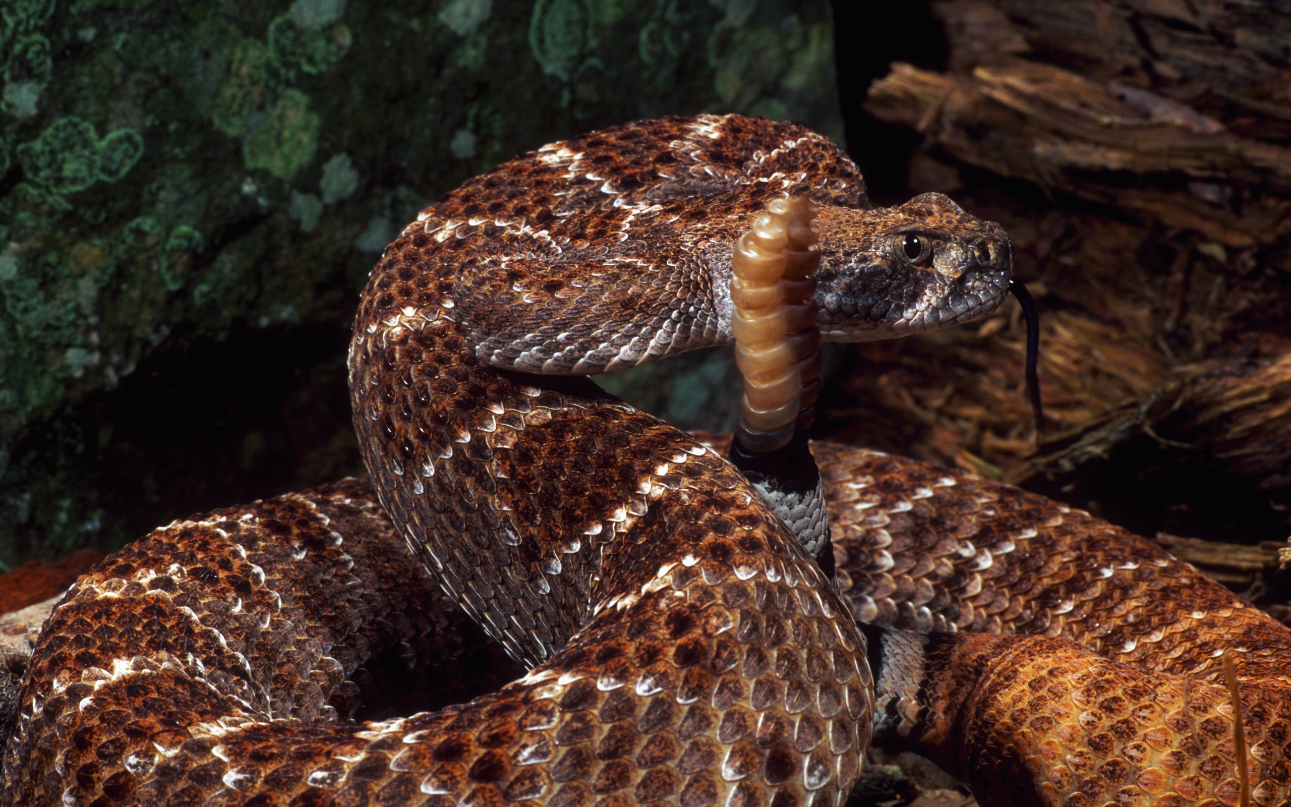 Rattlesnake wallpapers, Reptile art, Serpent-themed backgrounds, Nature-inspired designs, 2560x1600 HD Desktop
