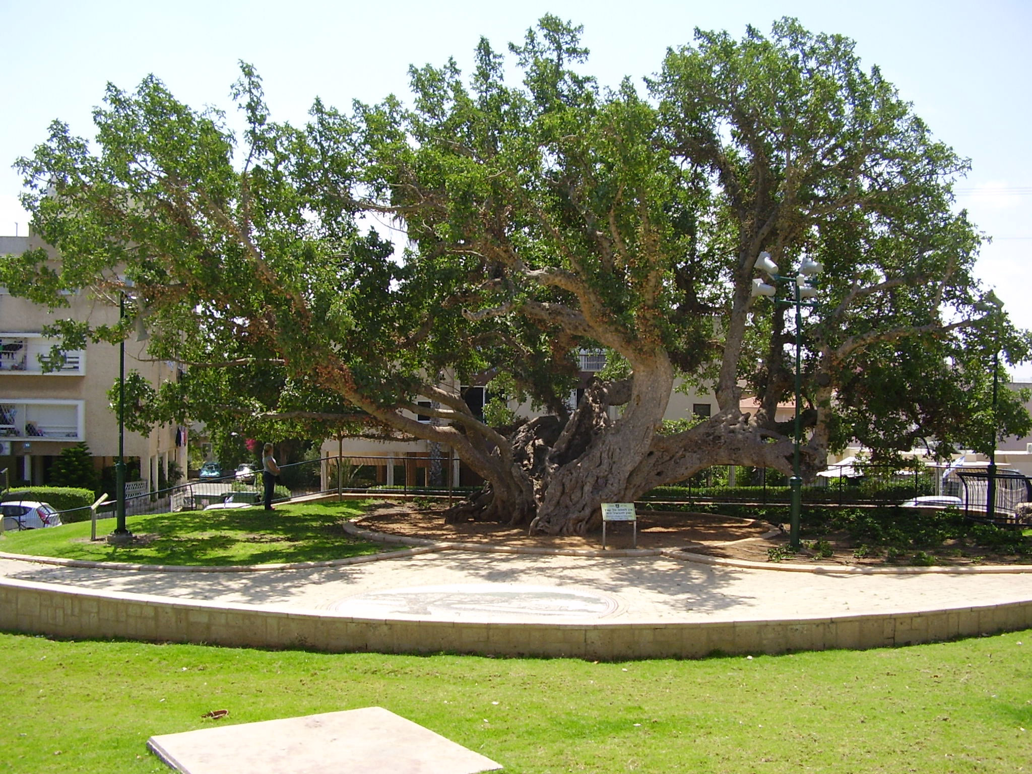 Old Sycamore Tree, Netanya Israel, Public Domain Photo, 2050x1540 HD Desktop