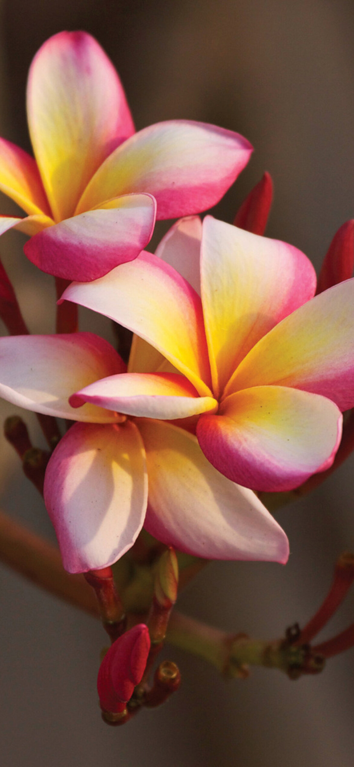 Plumeria in Thailand, iPhone wallpaper, Exotic and vibrant, Tropical paradise, 1170x2540 HD Phone