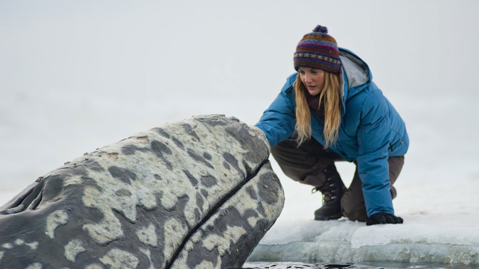 Big Miracle: Drew Barrymore as Rachel Kramer, based on Greenpeace activist Cindy Lowry. 1920x1080 Full HD Background.