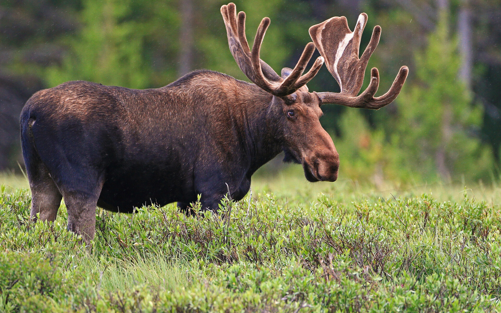 Elk (Animals), Majestic creatures, Forest habitat, Antlered beauty, 1920x1200 HD Desktop