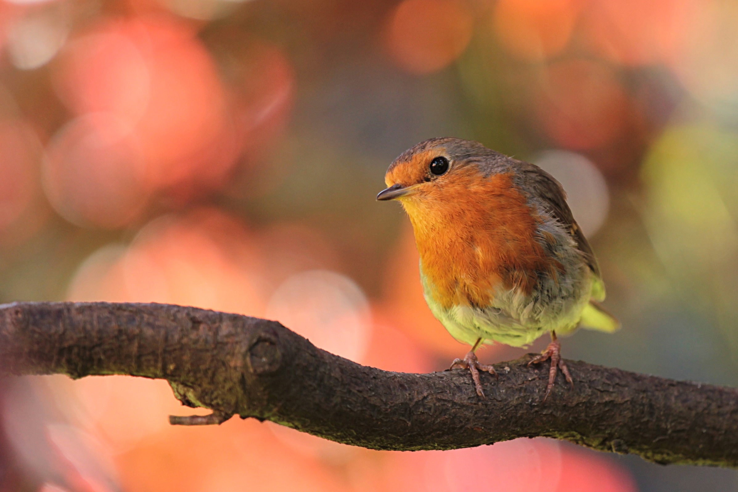 Robin bird photography, Free stock photos, Diverse collection, Feathered wonders, 2400x1600 HD Desktop