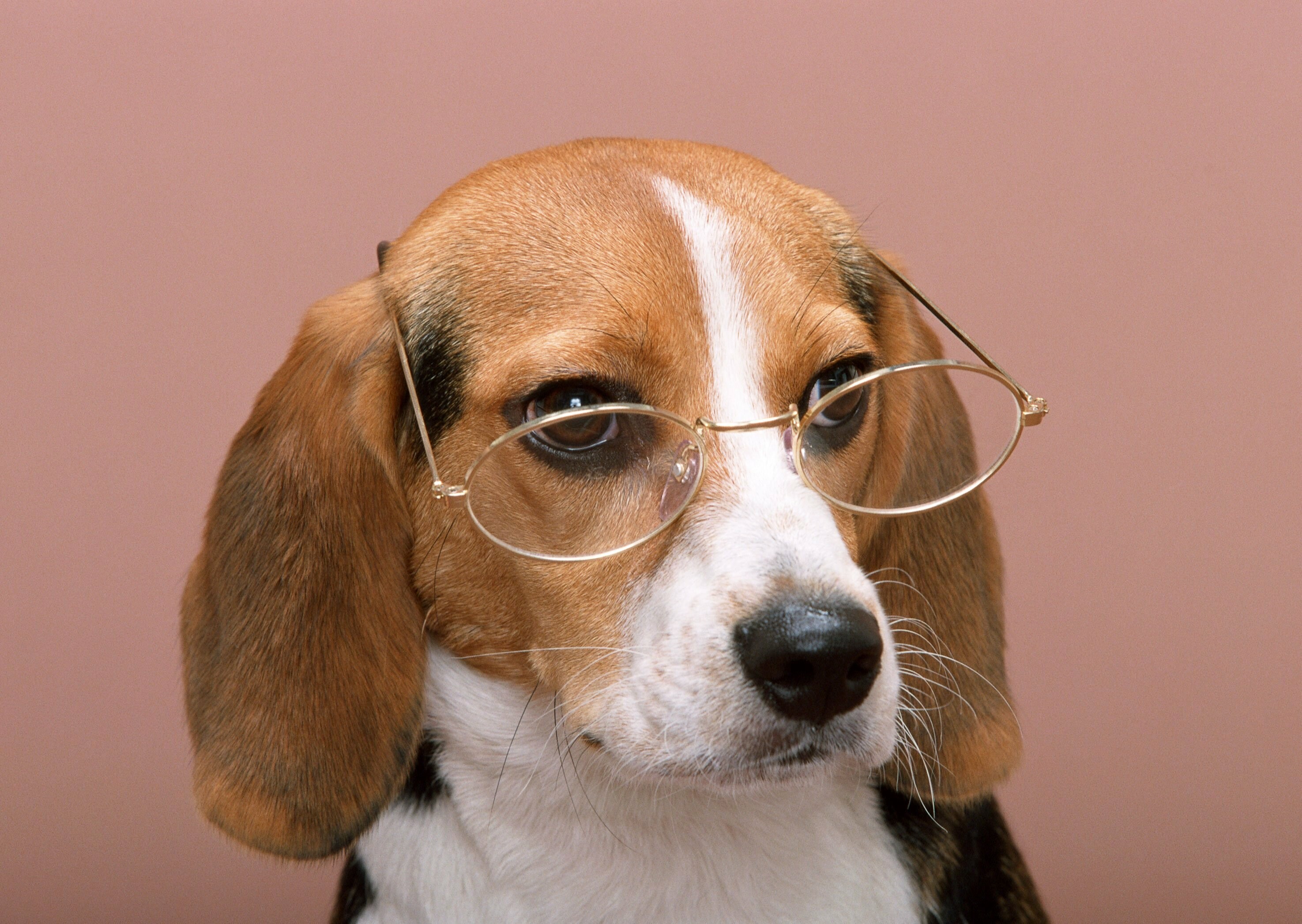 Beagle: Cute dog, Puppy, Snout, Glasses, Animals, Muzzle. 2950x2100 HD Wallpaper.