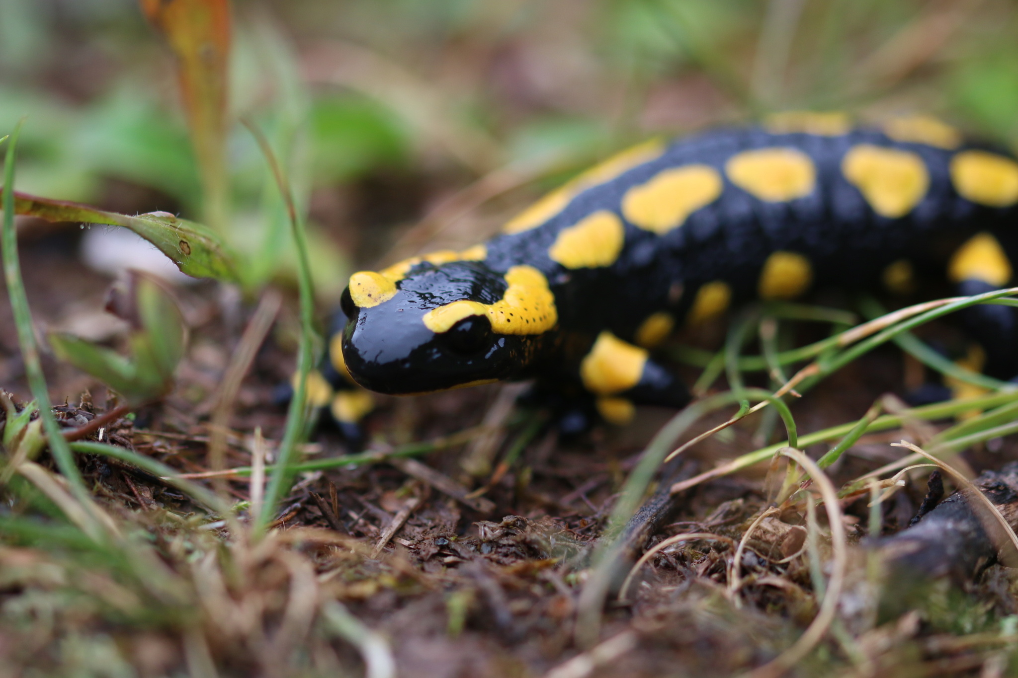 Fire salamander, Salamandra salamandra, Naturalist's observation, Striking colors, 2050x1370 HD Desktop