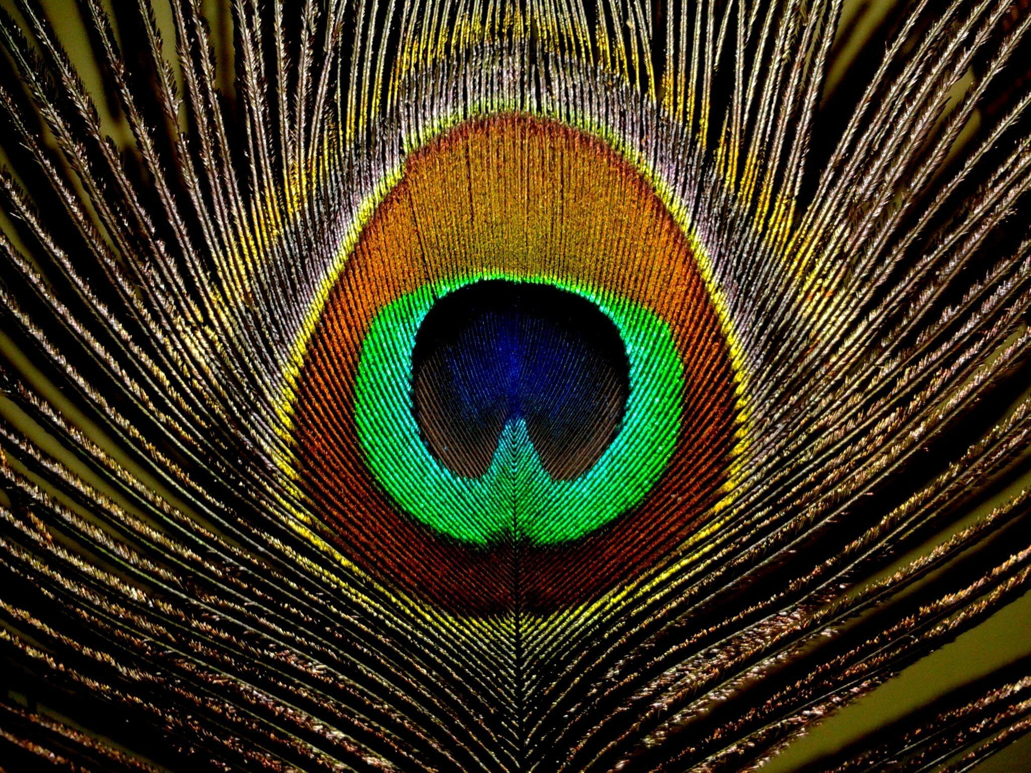 Peacock: Feather, Chicks of both sexes in all the species are cryptically colored. 2050x1540 HD Wallpaper.