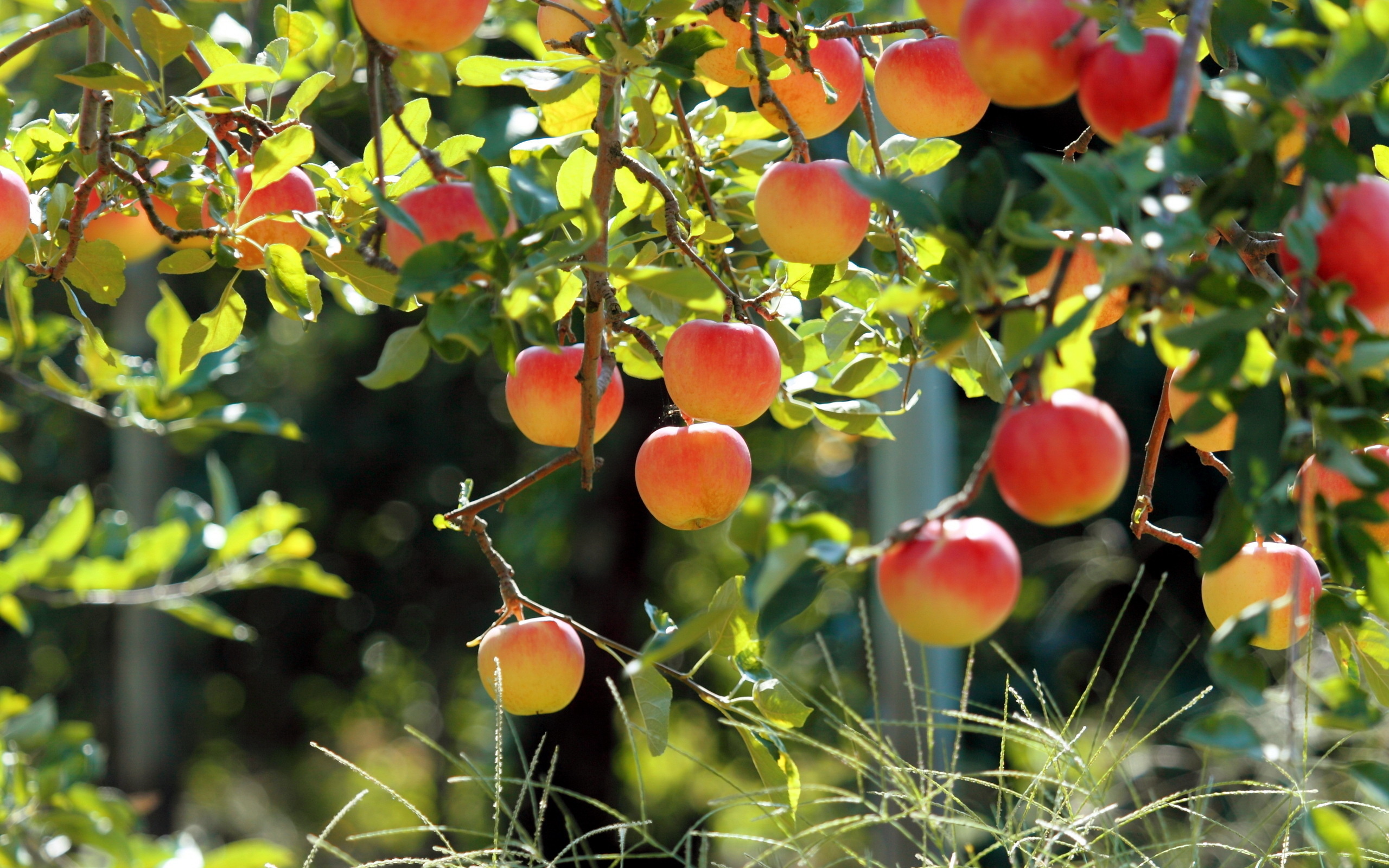 Apple Tree, Desktop wallpapers, Apples food fruit, Nature, 2560x1600 HD Desktop