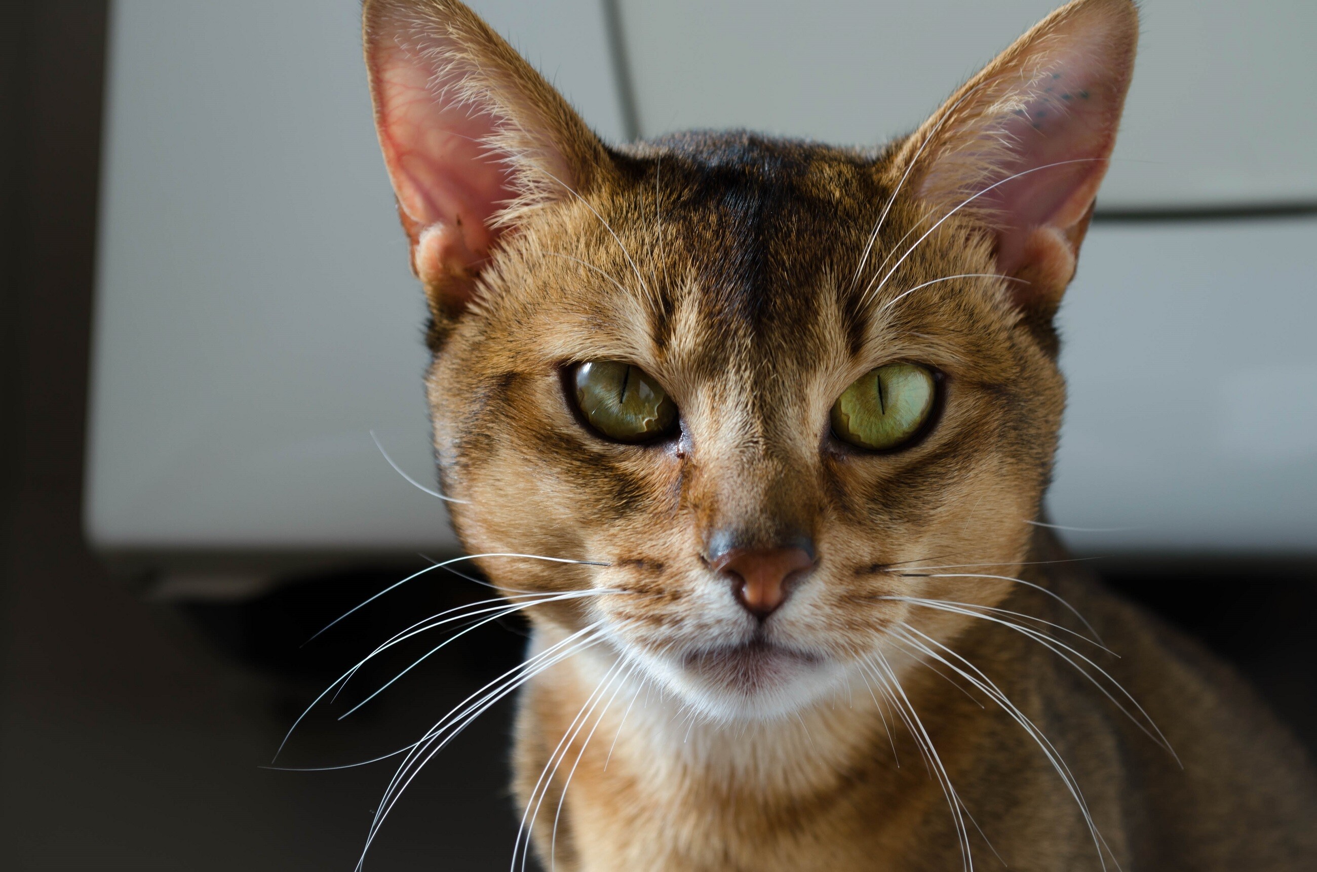 Abyssinian: A breed of domestic short-haired cat with a distinctive "ticked" tabby coat, in which individual hairs are banded with different colors. 2600x1730 HD Background.