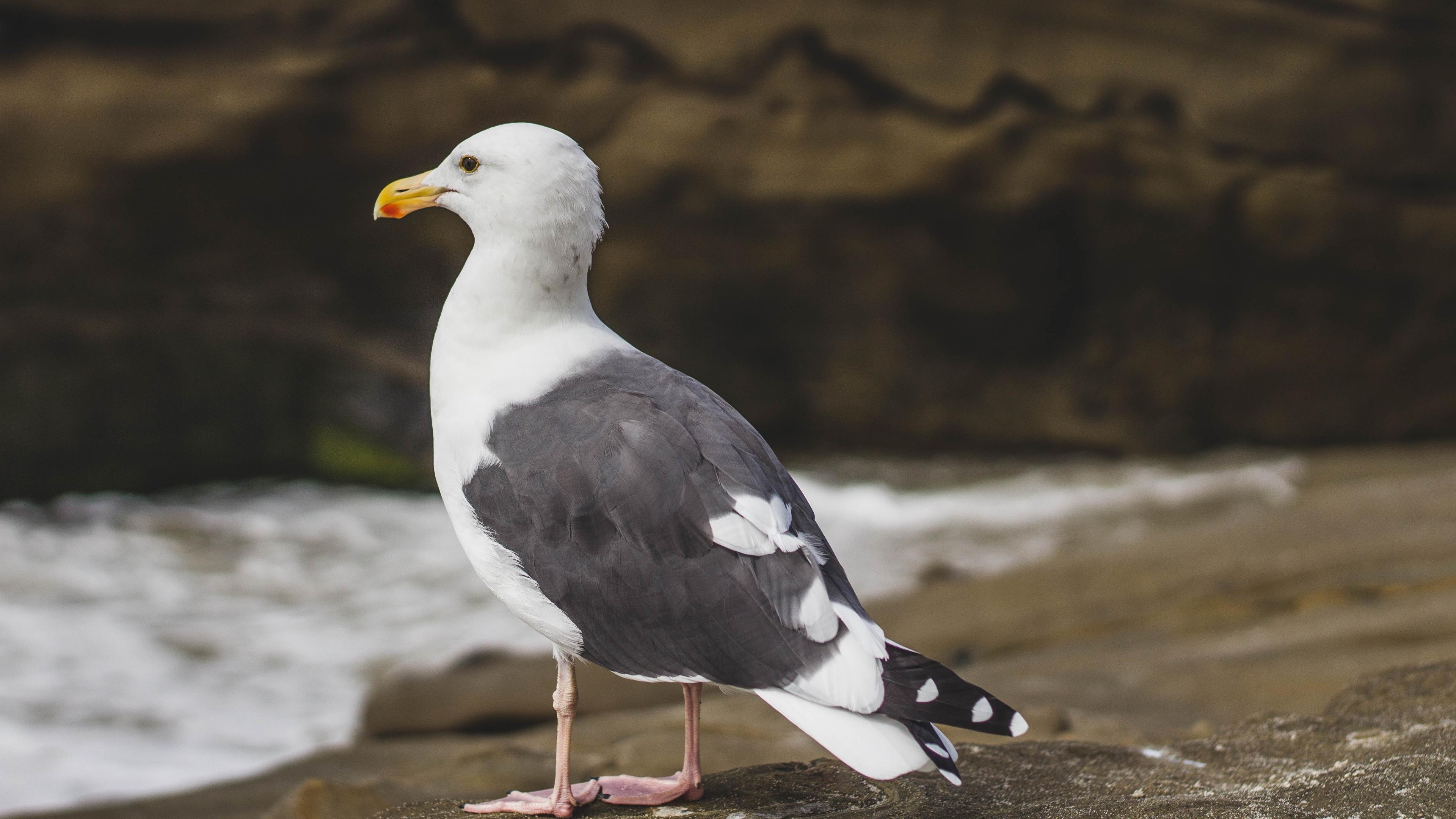 Seagull, Sitting, Rock, Photo, 3840x2160 4K Desktop