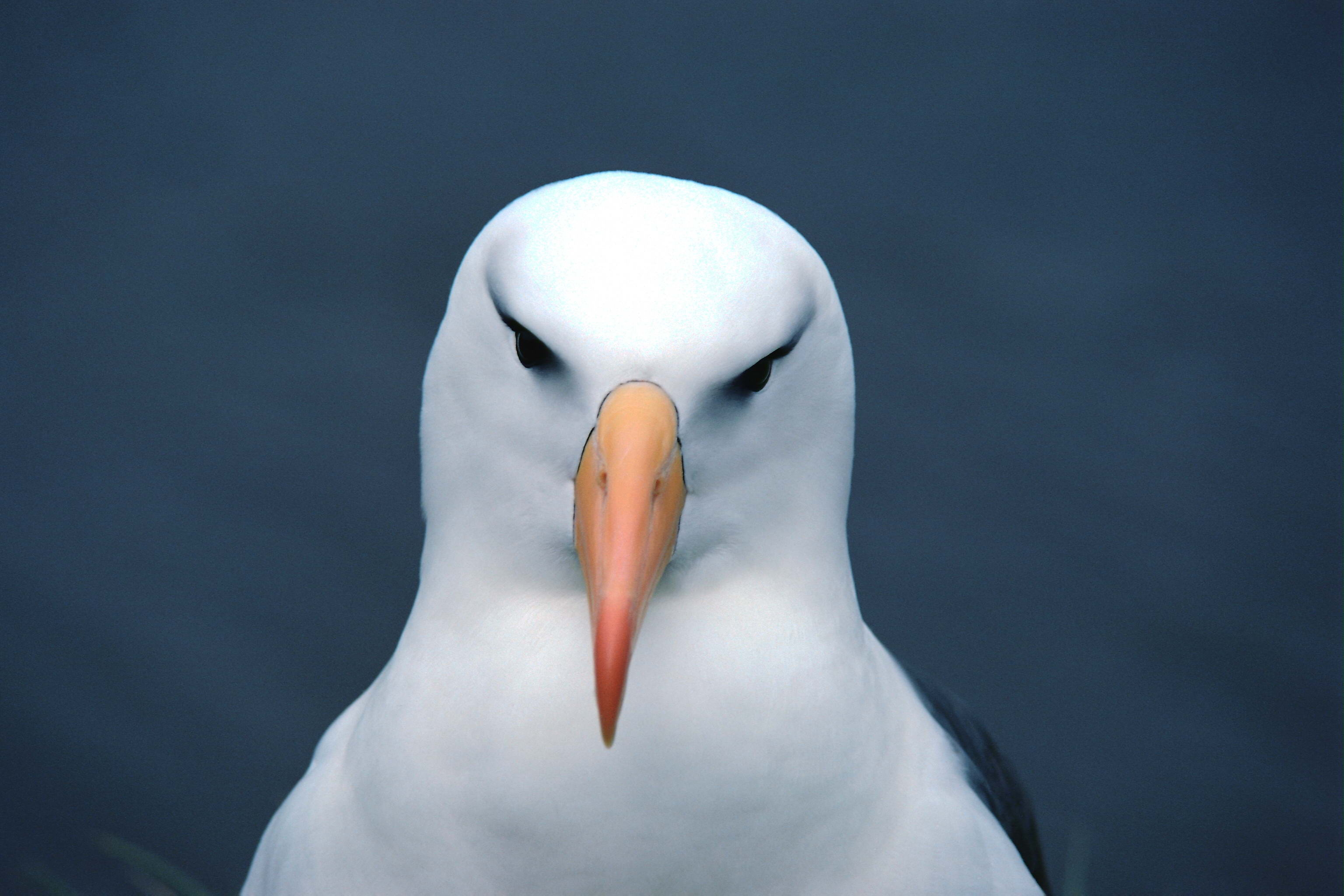 10 incredible albatross, Avian wonders, Diverse species, Nature's flyers, 3080x2050 HD Desktop