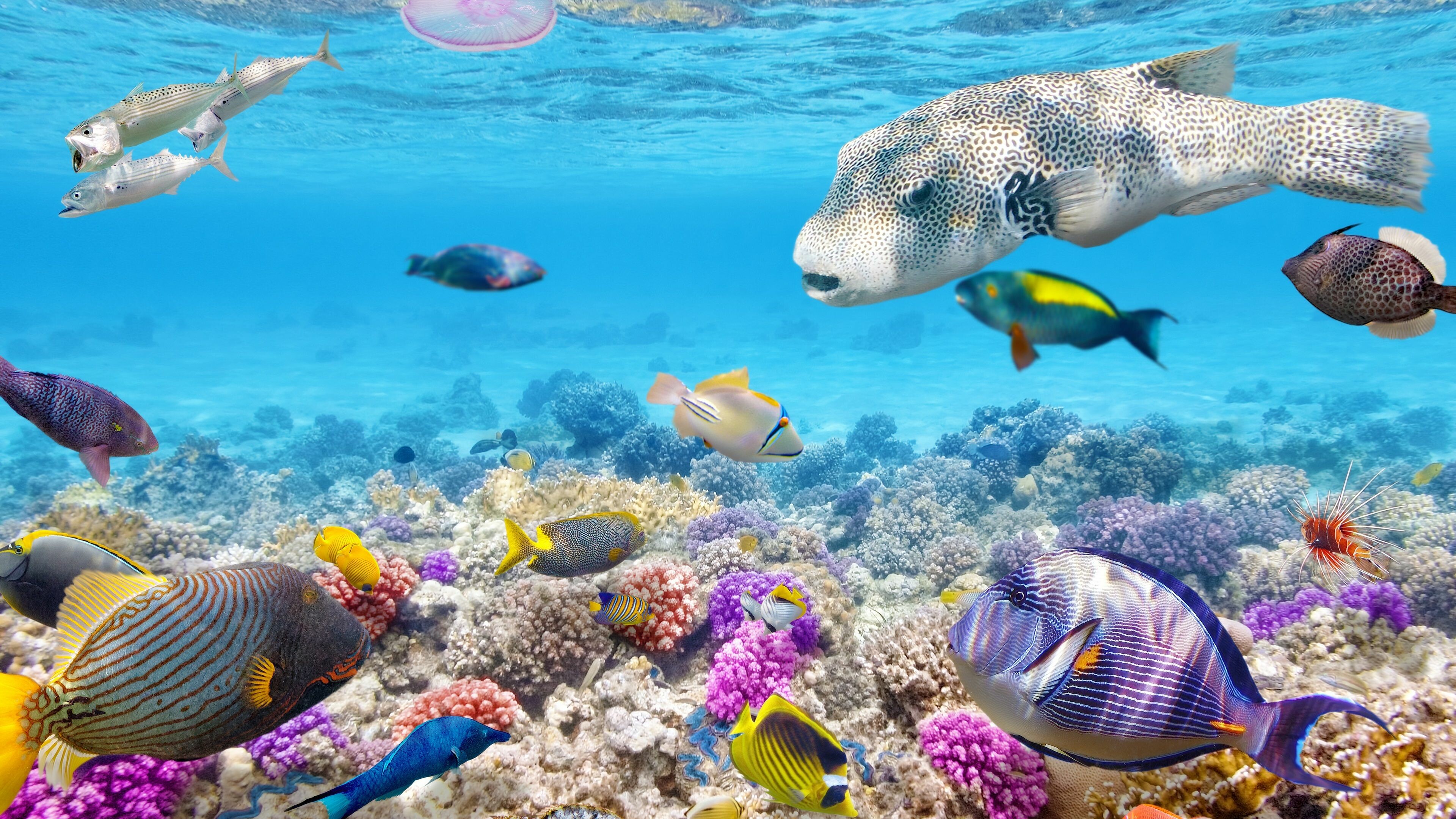 Great Barrier Reef: Underwater ecosystem, Reefs, The north-east coast of Australia. 3840x2160 4K Wallpaper.