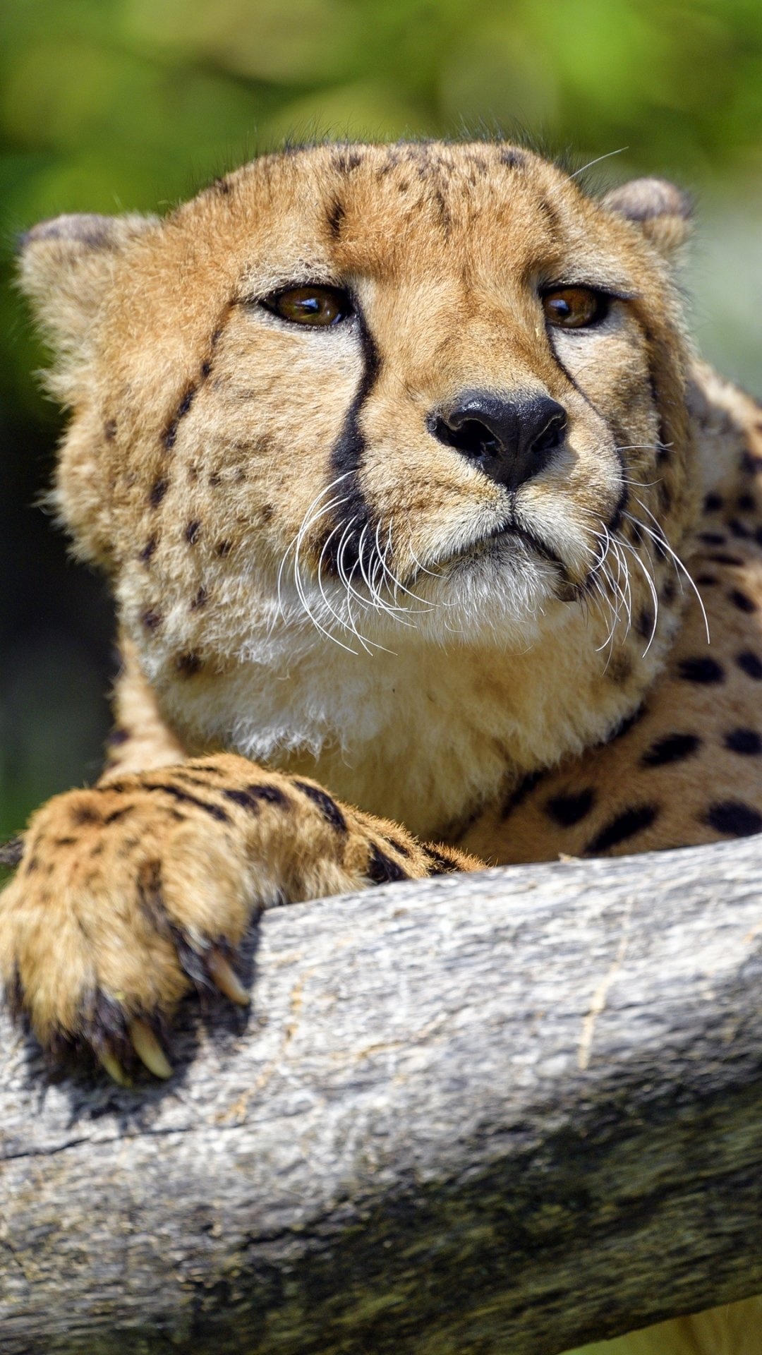 Animal cheetah, Majestic and captivating, Powerful and agile, African wilderness, 1080x1920 Full HD Handy