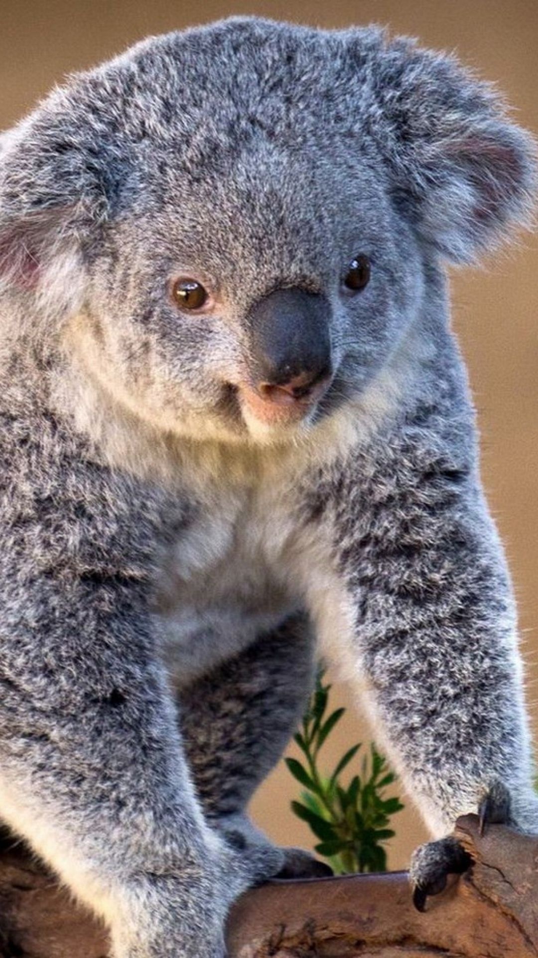 Charming koala wallpaper, Sony Xperia beauty, Stunning smartphone background, HD delight, 1080x1920 Full HD Handy