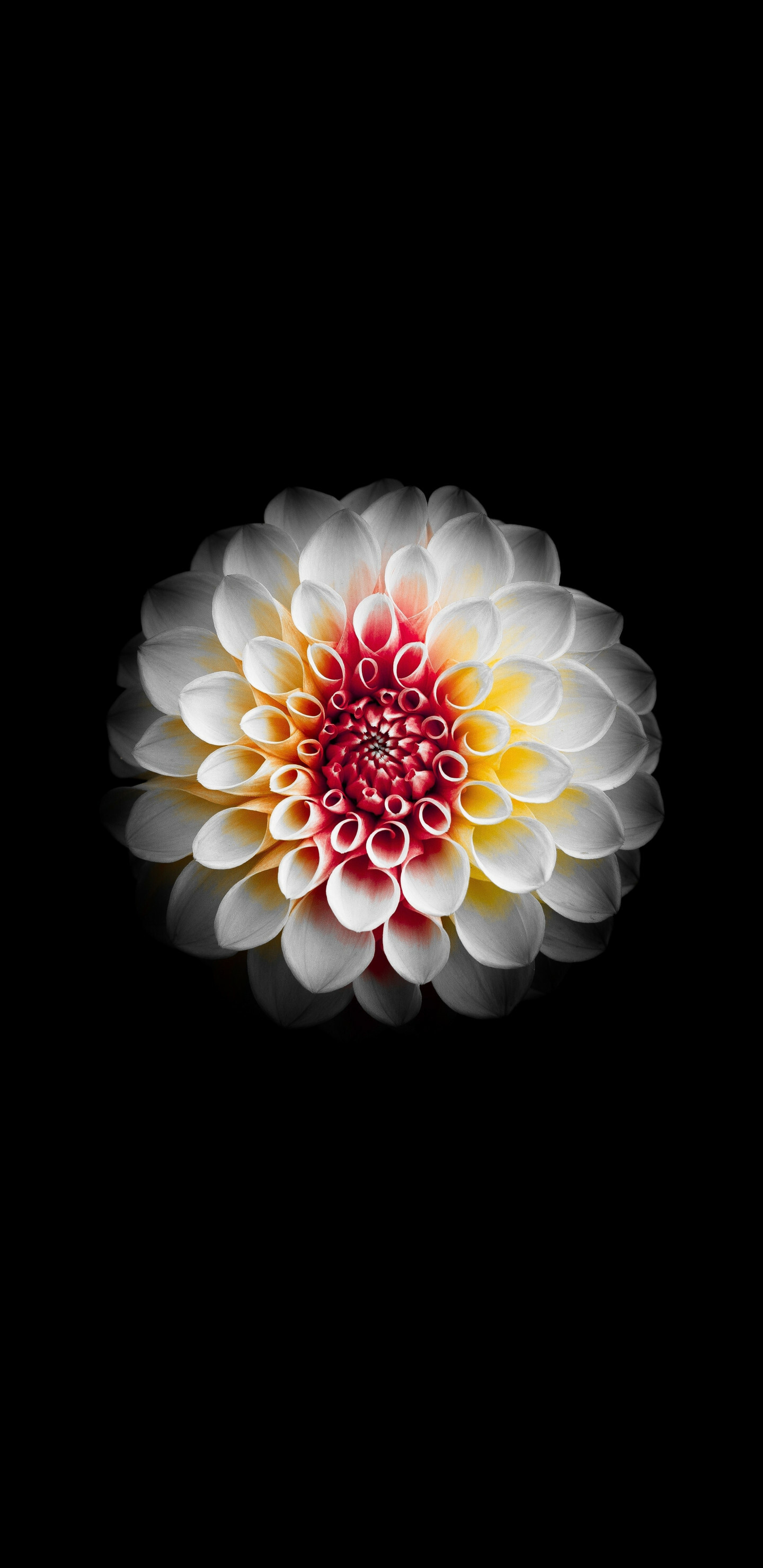 Chrysanthemum: Starts blooming in early autumn, This is also known as the favorite flower for the month of November. 1440x2960 HD Wallpaper.