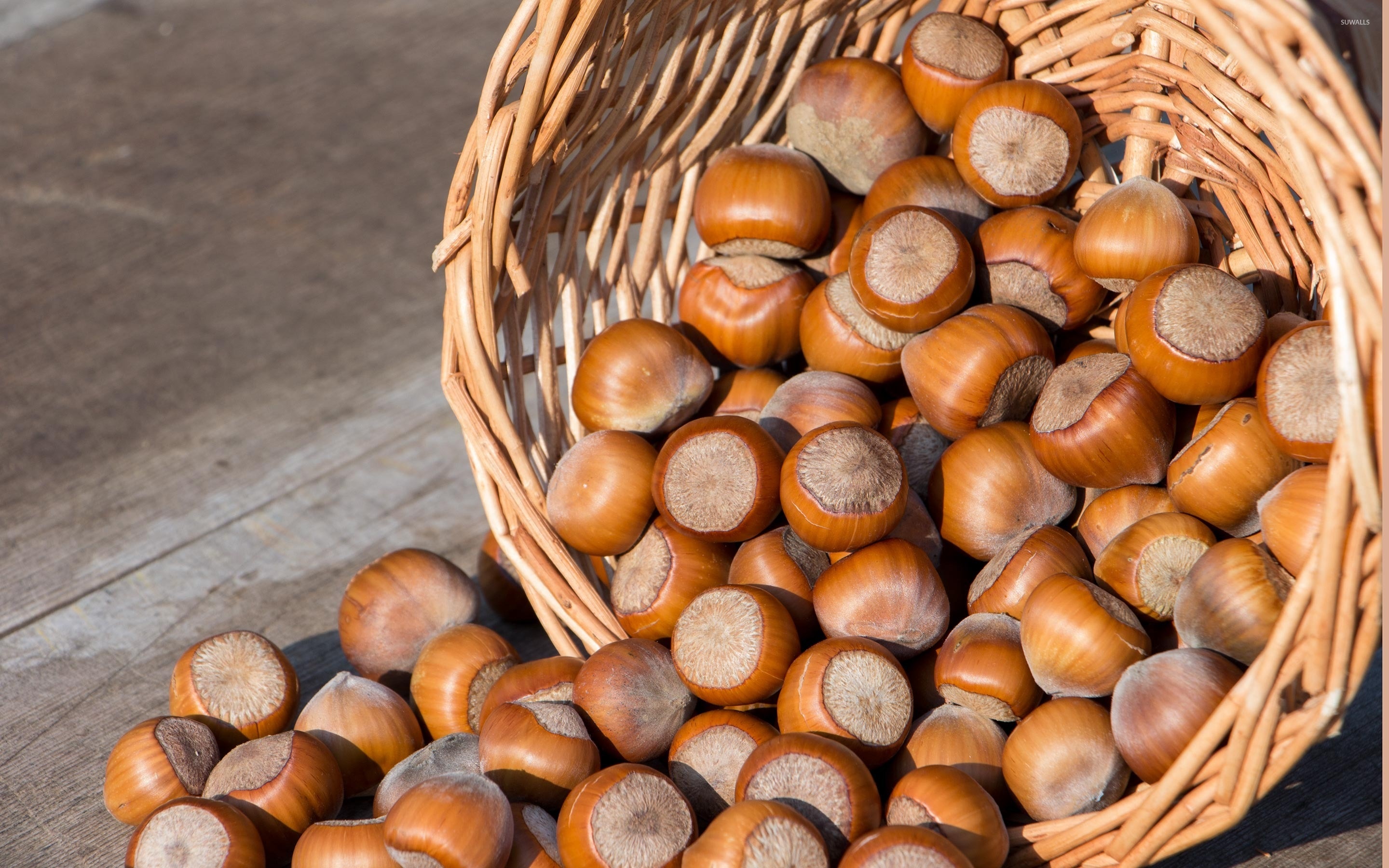 Hazelnuts: Have ability to balance cholesterol levels and prevent cancer. 2880x1800 HD Wallpaper.