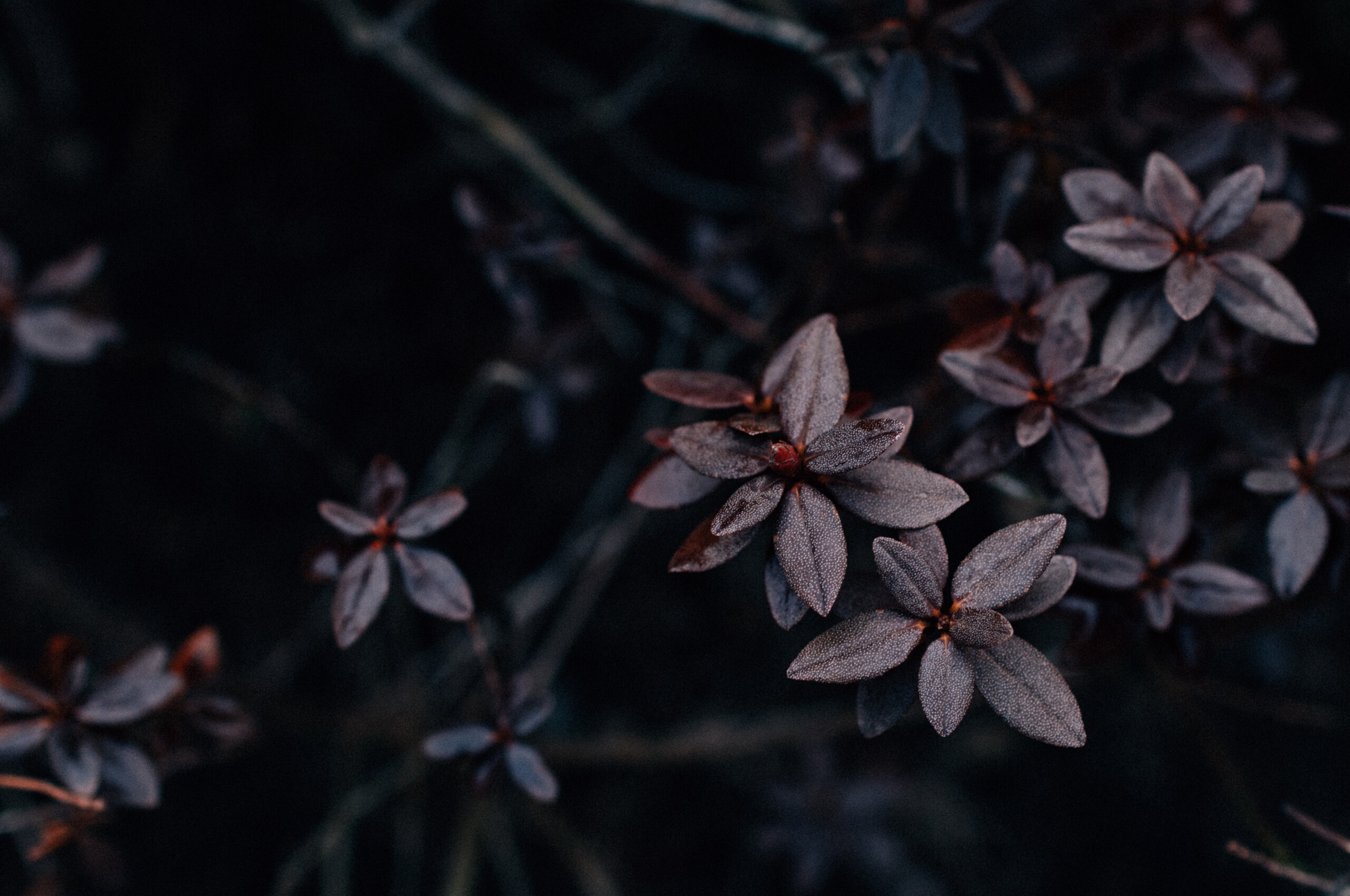Leaves: A part of a plant, Berberis, Shrub. 2560x1700 HD Background.
