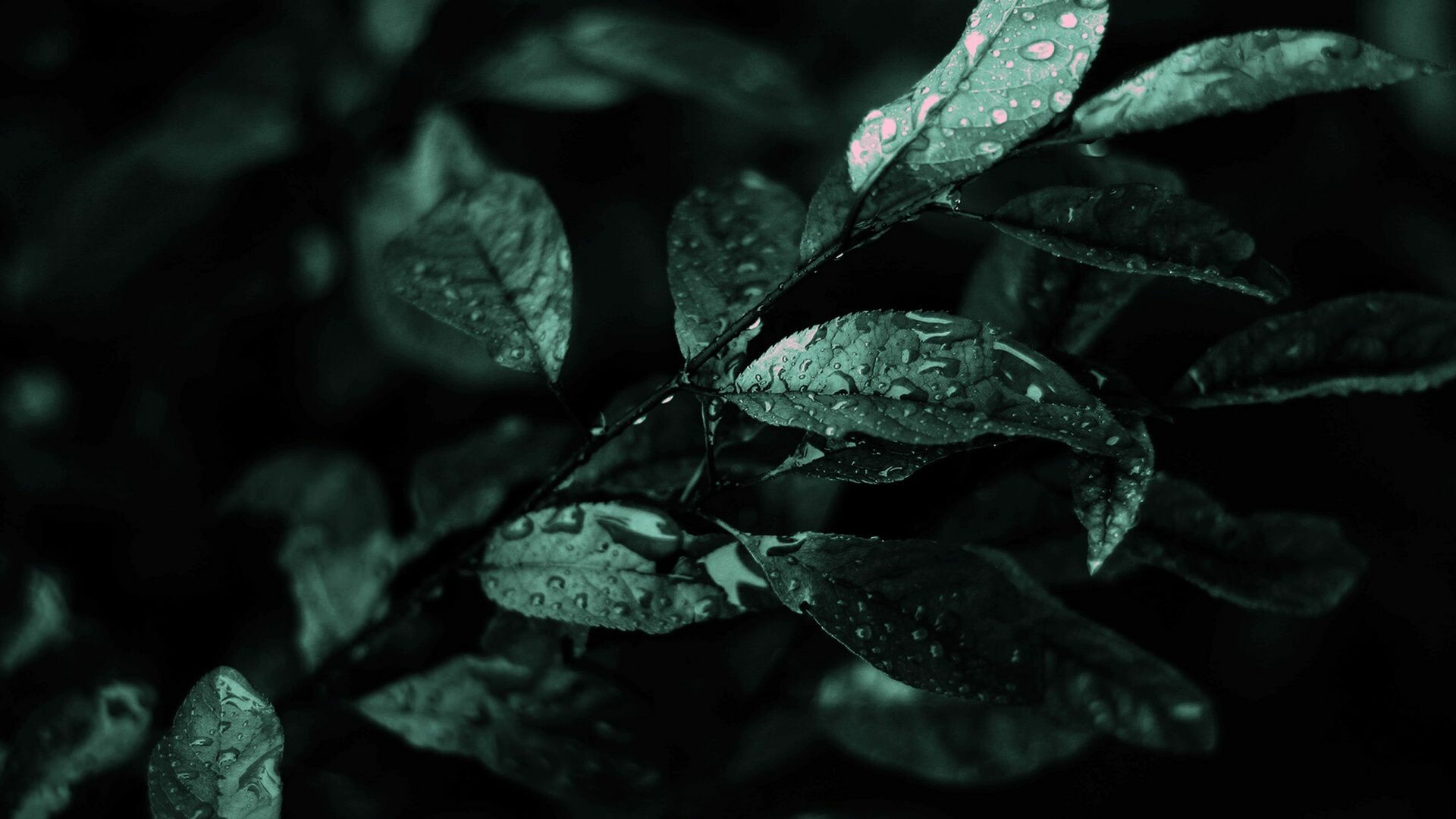 Leaves: Water droplets on green leaf, Drops of moisture. 1920x1080 Full HD Wallpaper.