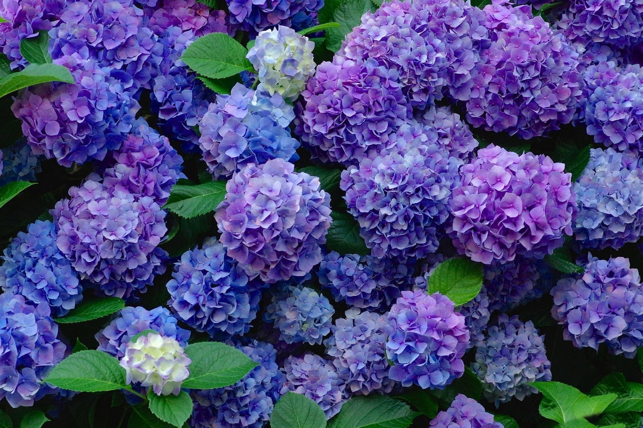 Purple hydrangea wallpapers, Free backgrounds, Floral elegance, Nature's allure, 2050x1370 HD Desktop