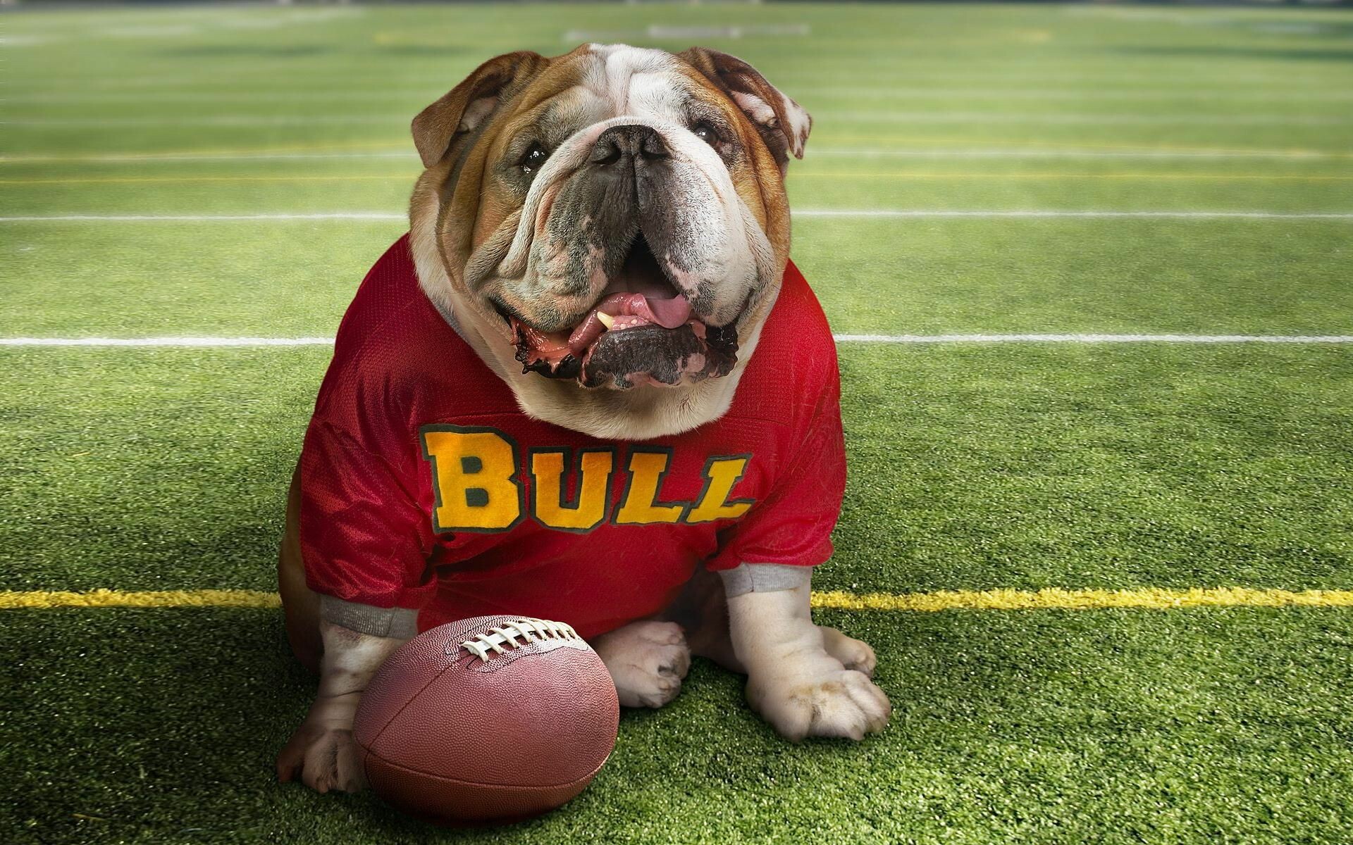 Bulldog: The designation “bull” was applied because of the dog’s use in the sport of bull-baiting. 1920x1200 HD Background.