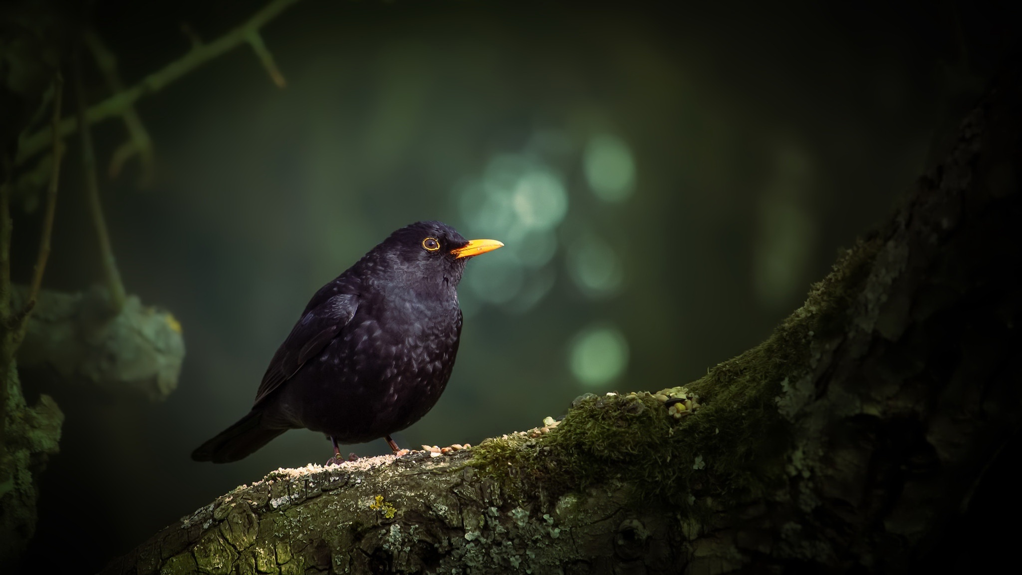 Common Blackbird, Stunning wingspan, Black beauty, Wildlife encounters, 2050x1160 HD Desktop