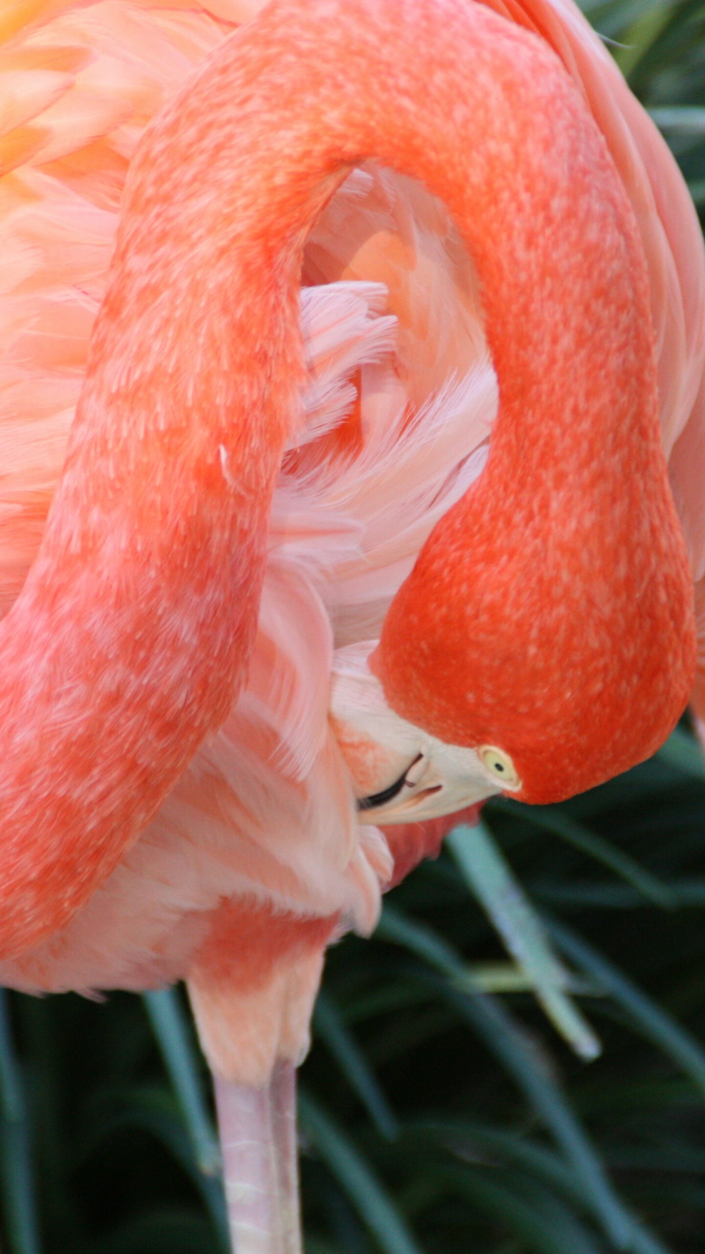 Flamingo: The pink and reddish colors of a flamingo's feathers come from eating pigments found in algae and invertebrates. 1440x2560 HD Wallpaper.