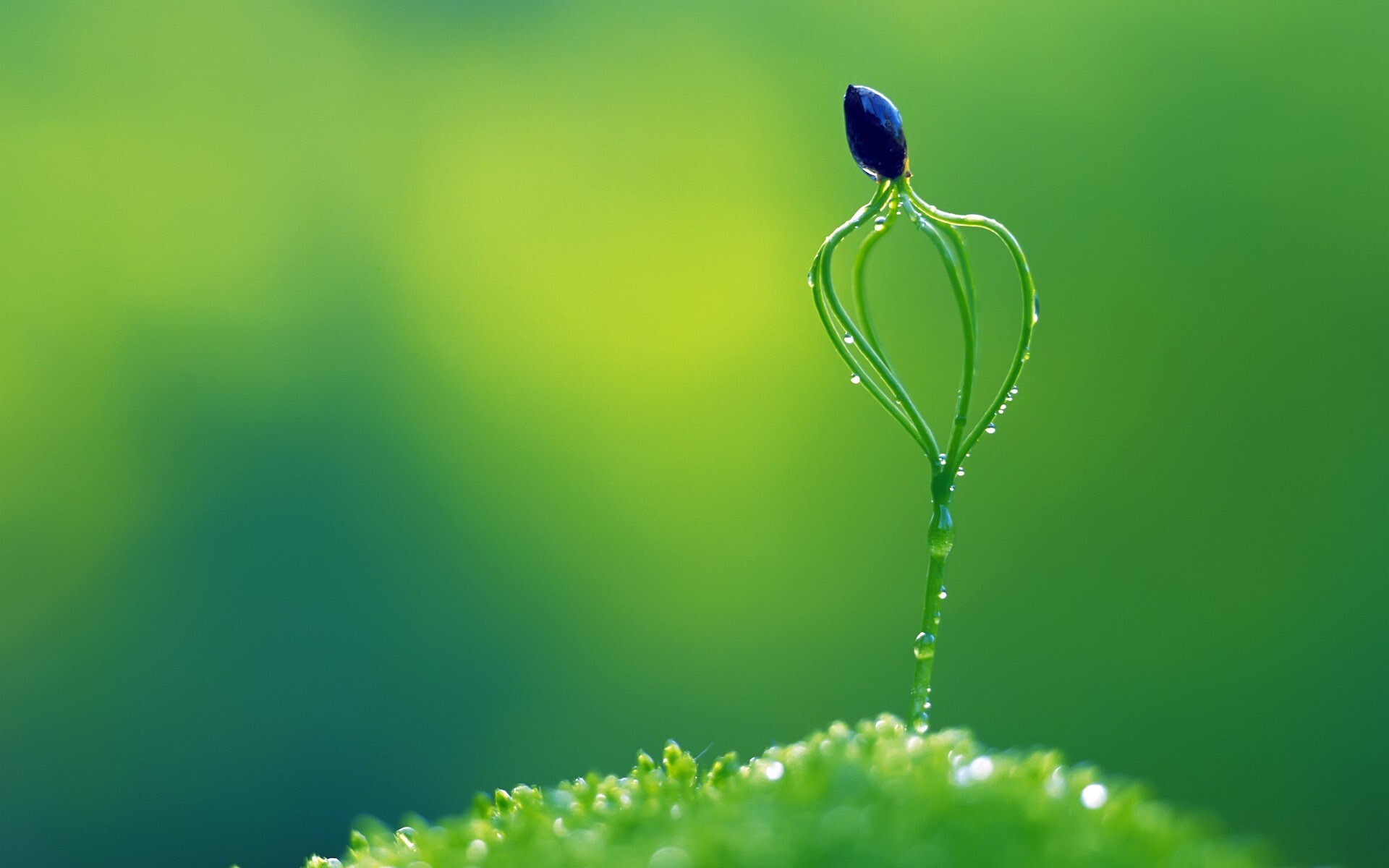 Go Green: Untouched natural beauty, Water droplets on the stem, Drops of moisture. 1920x1200 HD Wallpaper.
