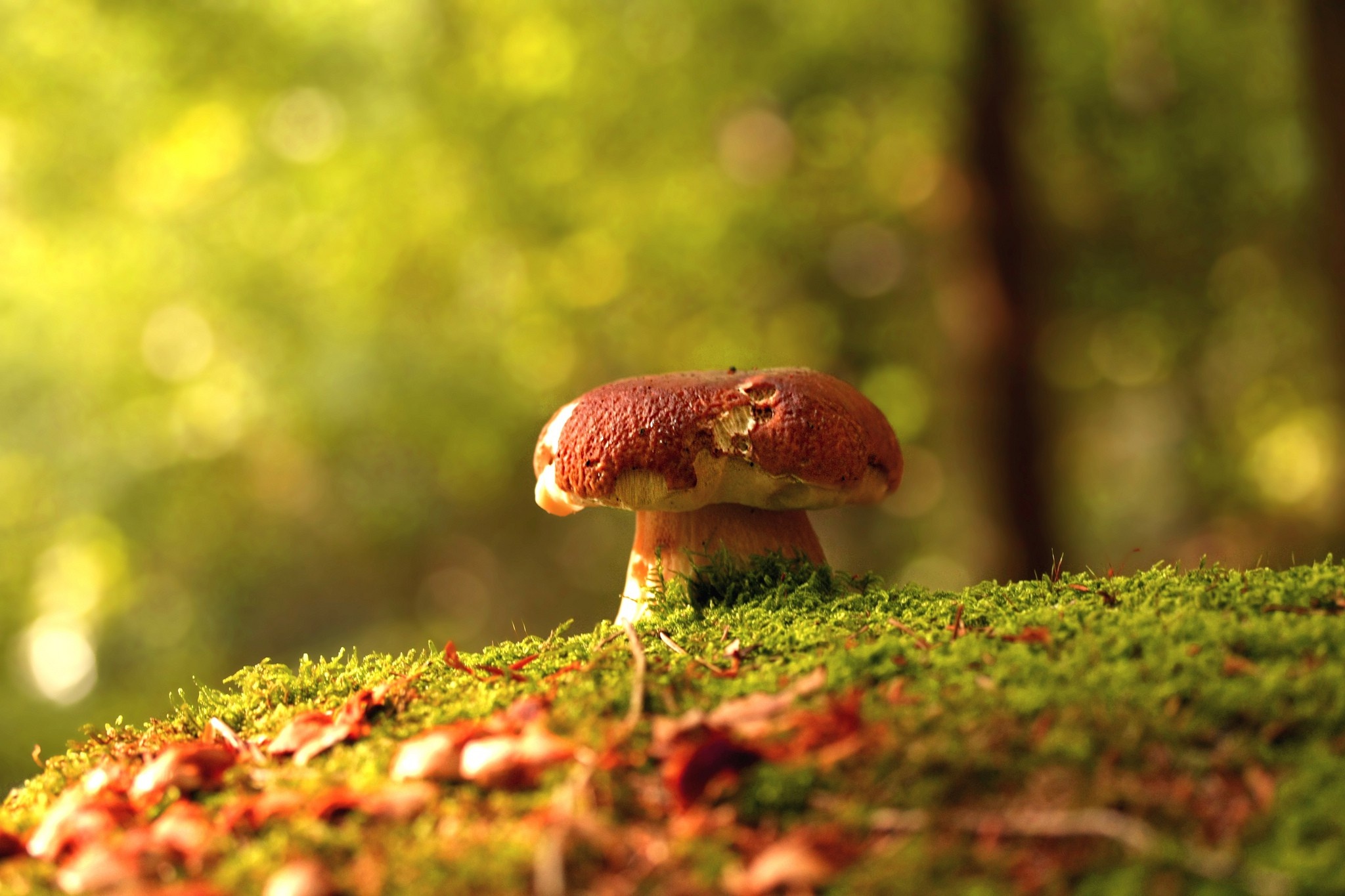 Mushrooms in forest, nature landscape, 2050x1370 HD Desktop