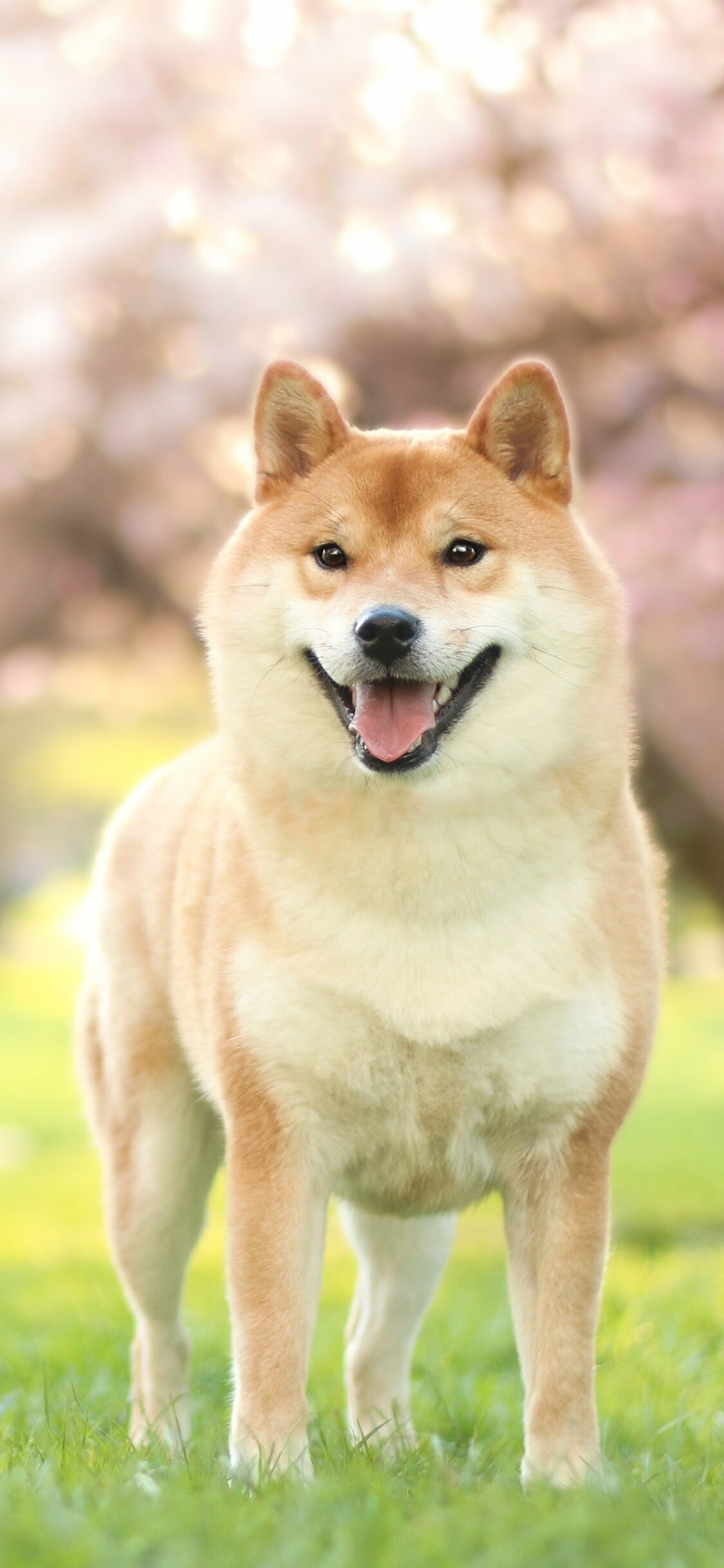 Shiba Inu: The breed was bred to hunt and flush small game, such as birds and rabbits. 1130x2440 HD Background.