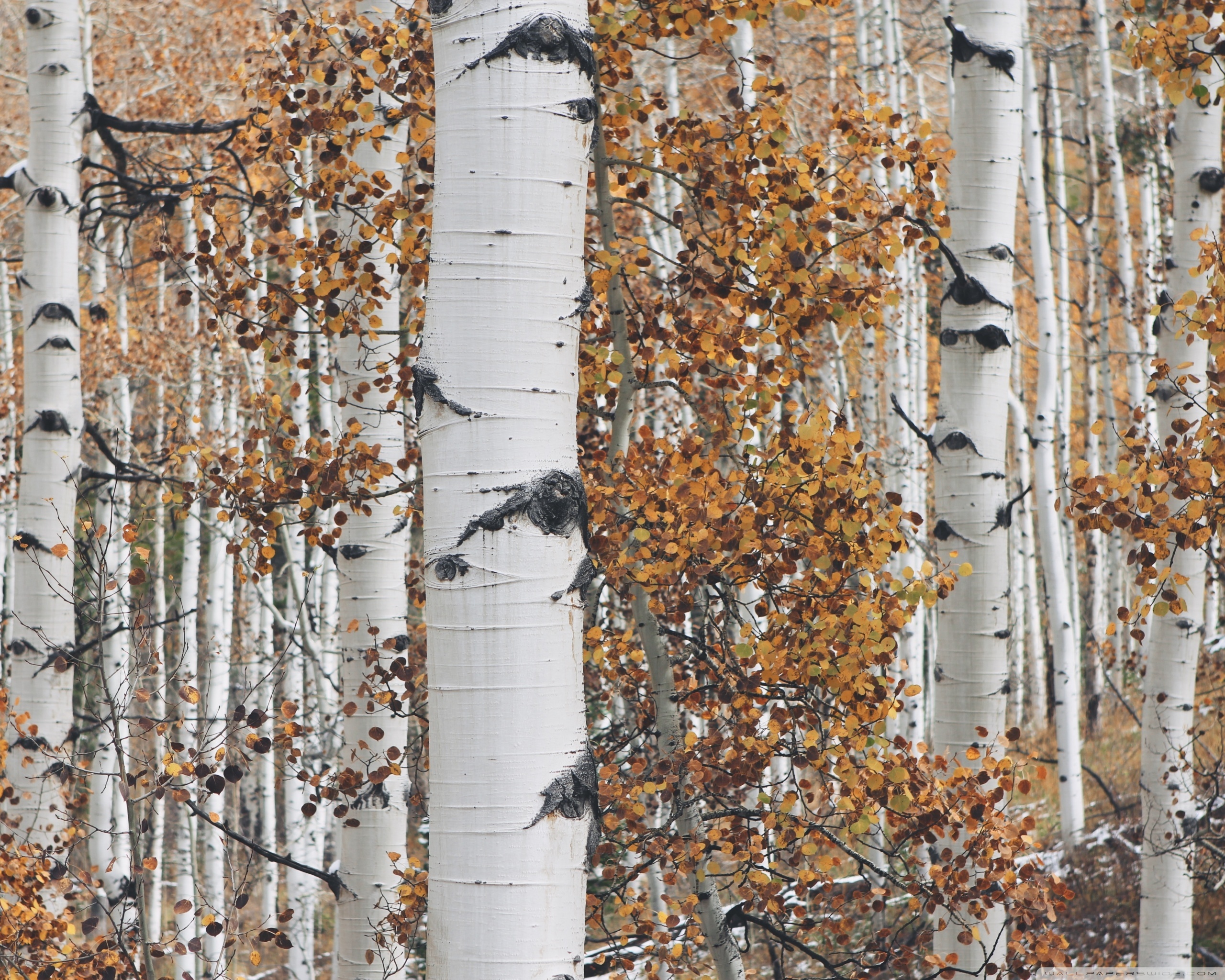 Aspen Tree, Nature's artistry, Majestic forest, Whispers of wind, 2560x2050 HD Desktop