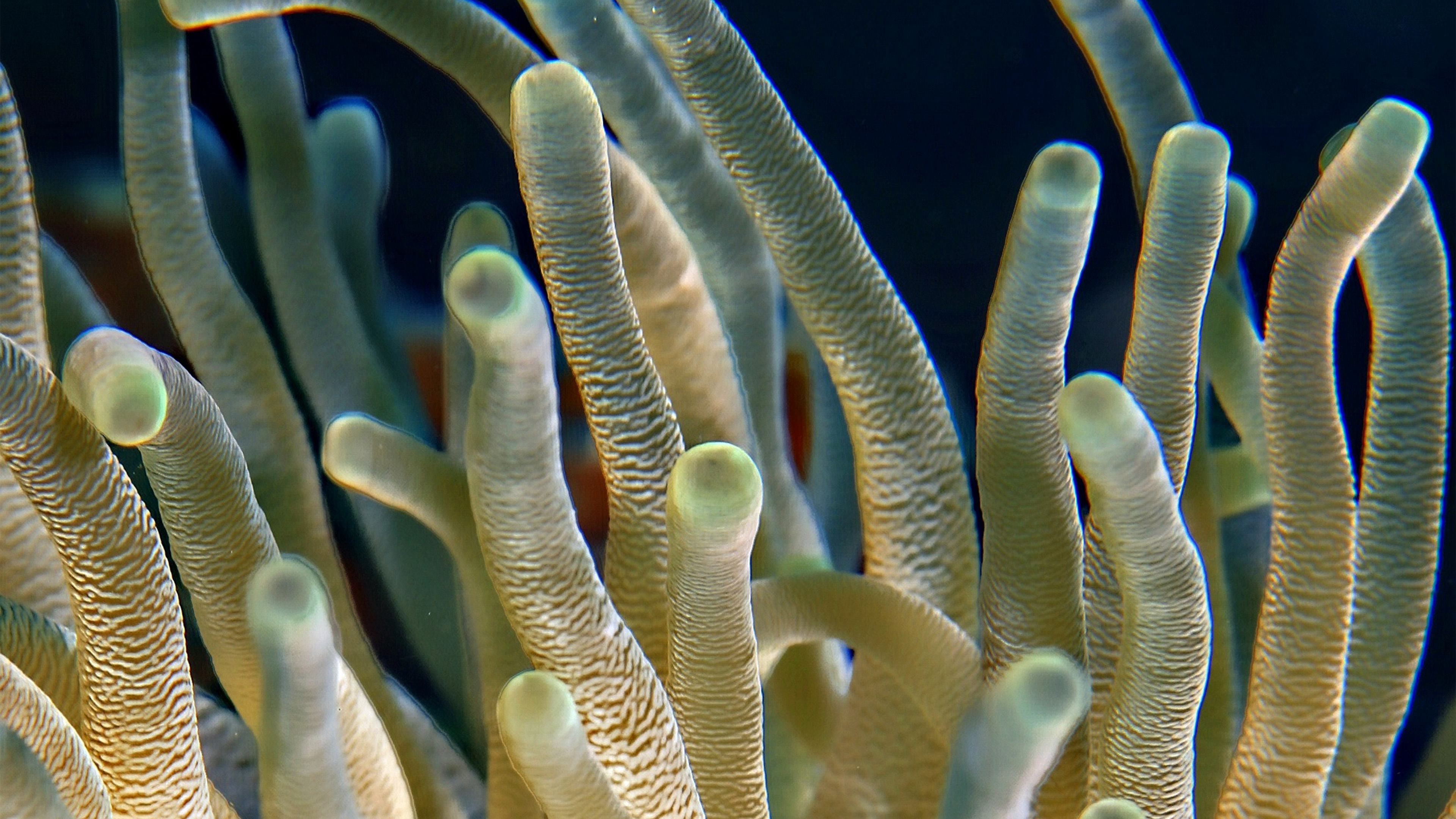 Oceanic beauty, Underwater coral charm, Nature's artistry, Mesmerizing wallpapers, 3840x2160 4K Desktop