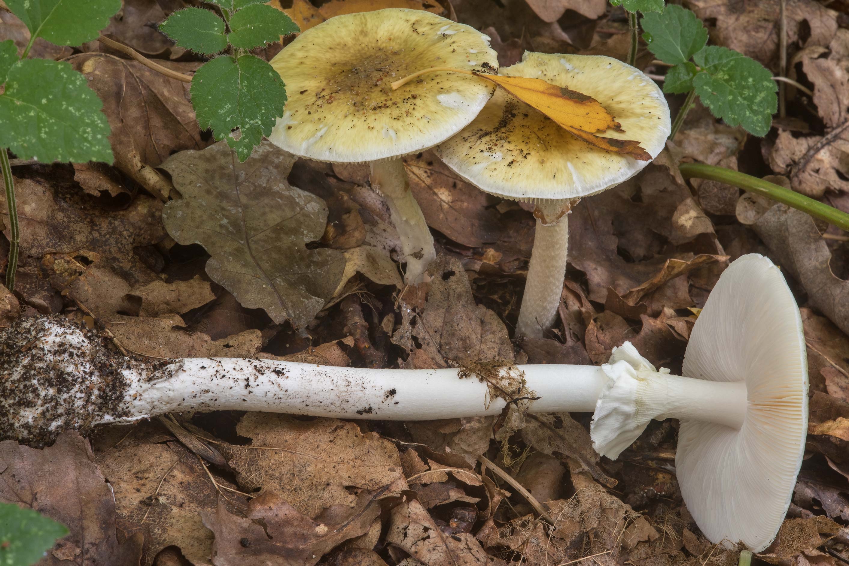 Death cap mushrooms, Amanita phalloides, From Russia, Nature's danger, 2830x1890 HD Desktop