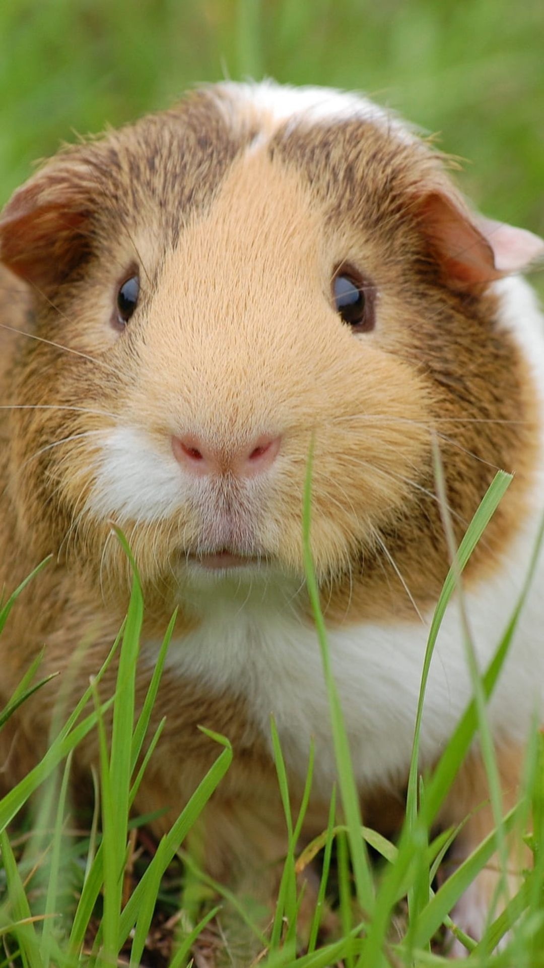 Guinea pig images, Cute guinea pig wallpapers, Adorable pet pictures, Furry companions, 1080x1920 Full HD Phone