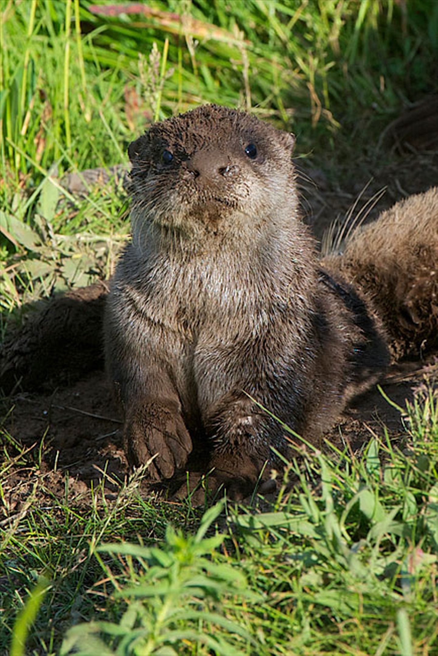 Geographical otter splendor, Nature's versatile swimmer, Admire their adaptability, Global otter diversity, 1440x2160 HD Handy