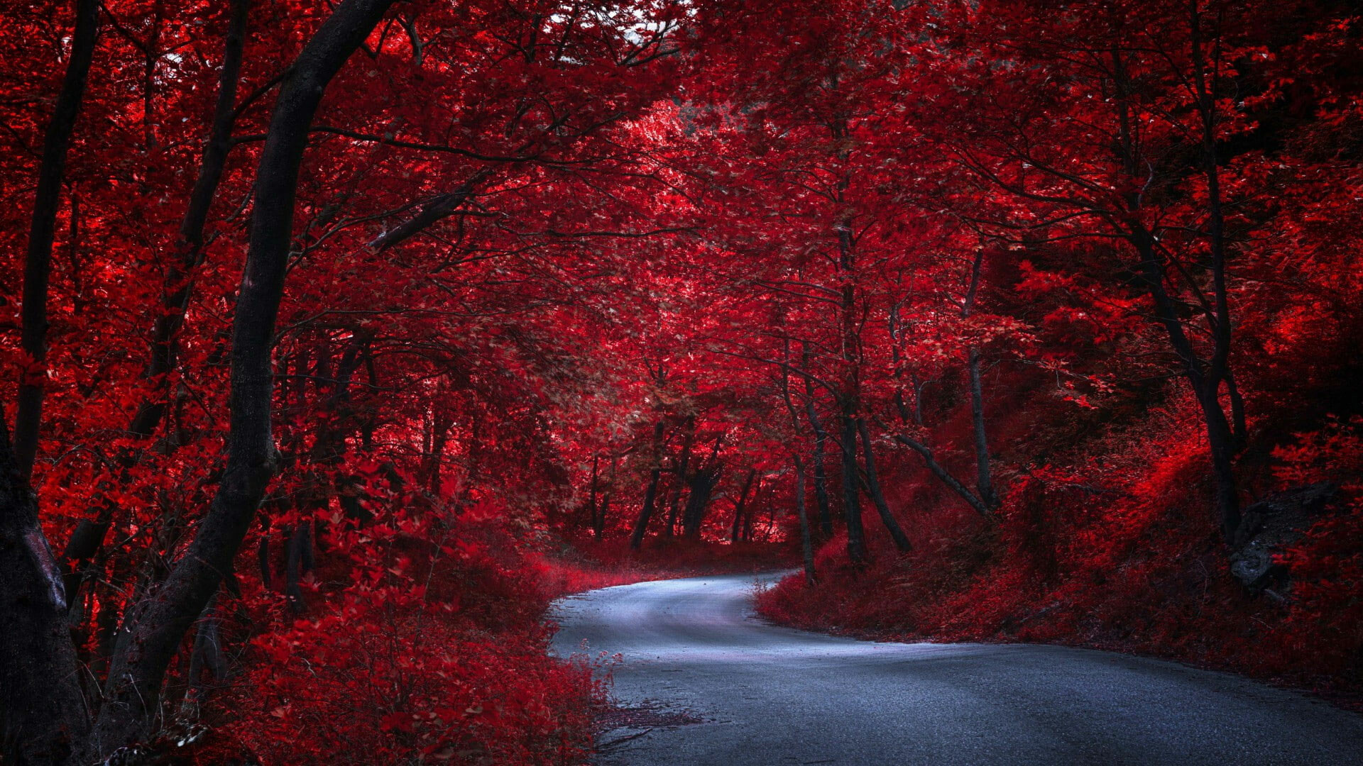 Red forest wallpaper, Autumn beauty, Tree leaves, Woody plant, 1920x1080 Full HD Desktop