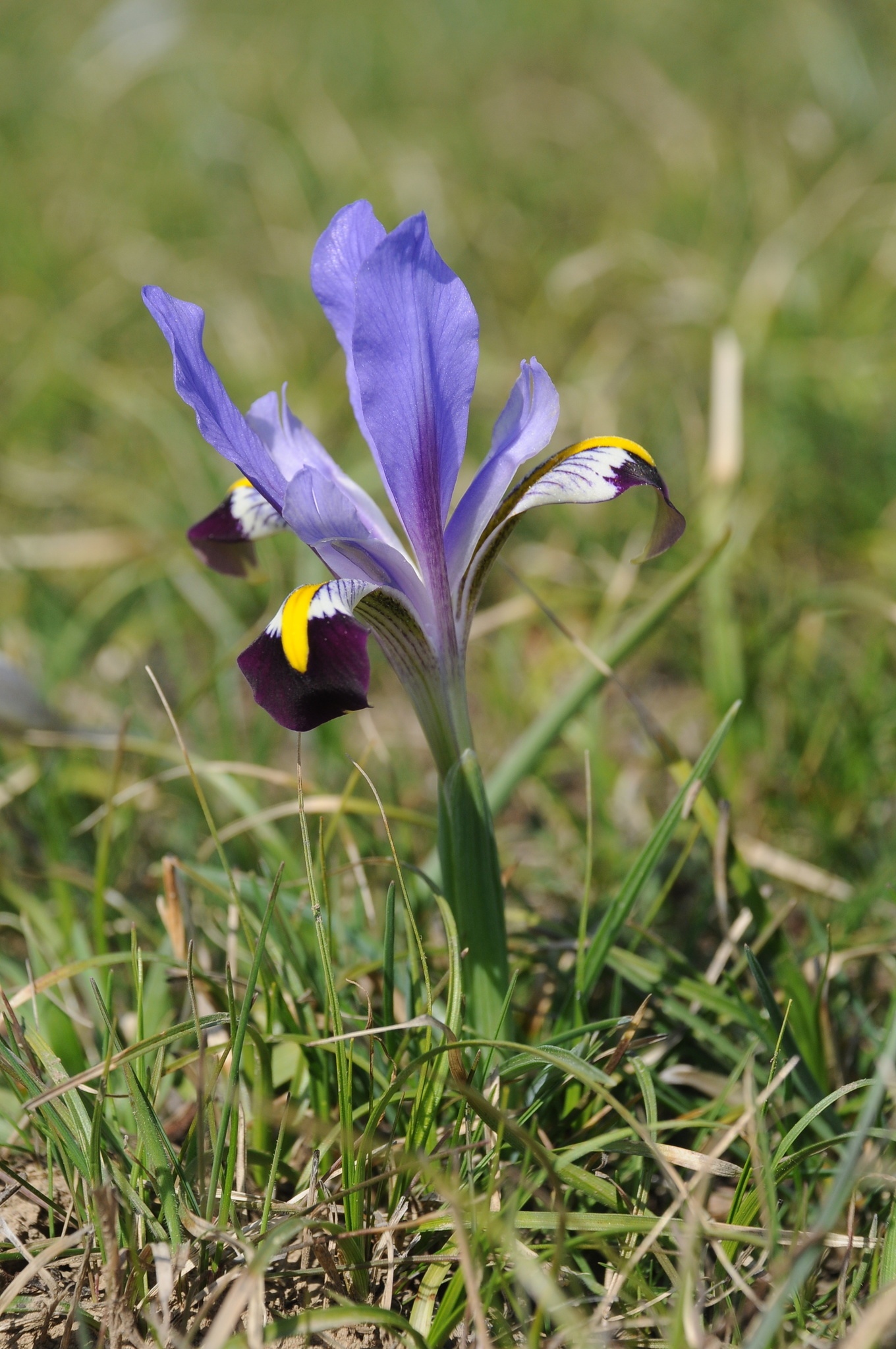 Iris, Iris Genus, Inaturalist, Plant, 1360x2050 HD Phone
