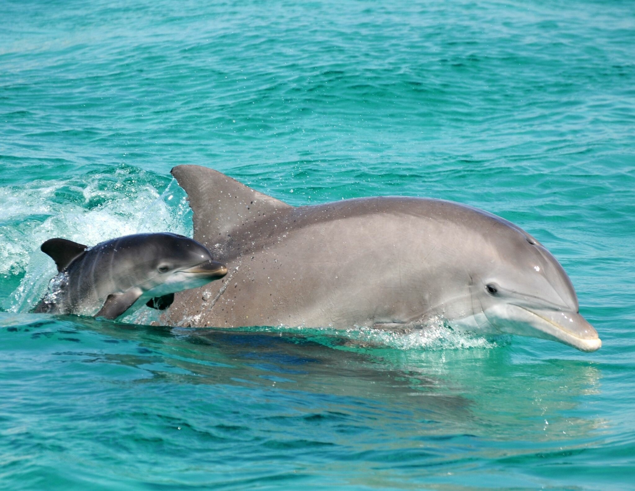 Baby dolphin wallpapers, HD and 4K images, Mobile backgrounds, Dolphin-themed wallpapers, 2050x1590 HD Desktop