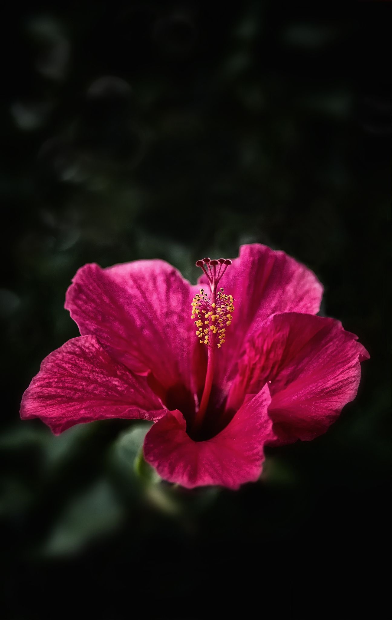 Hibiscus beauty, Delicate petals, Nature's marvel, Floral photography, 1300x2050 HD Phone