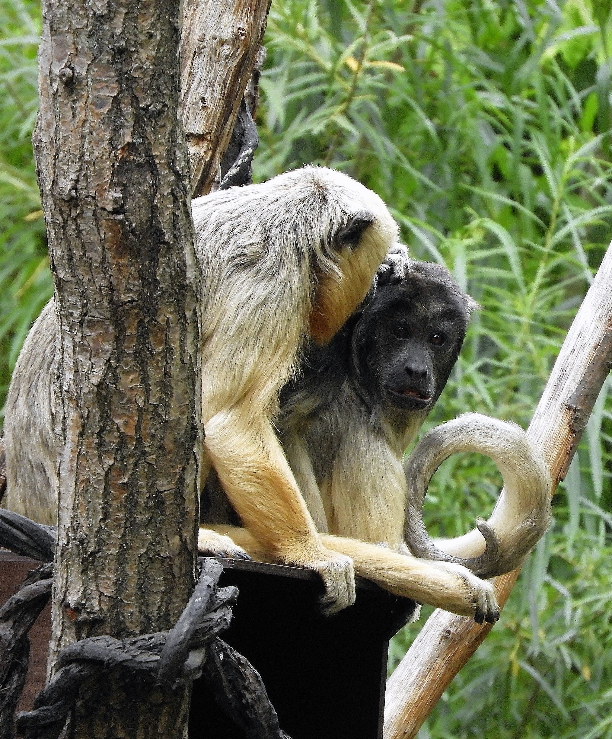 Howler Monkey, Black and orange fur, Jungle acrobat, South American primate, 2030x2450 HD Phone