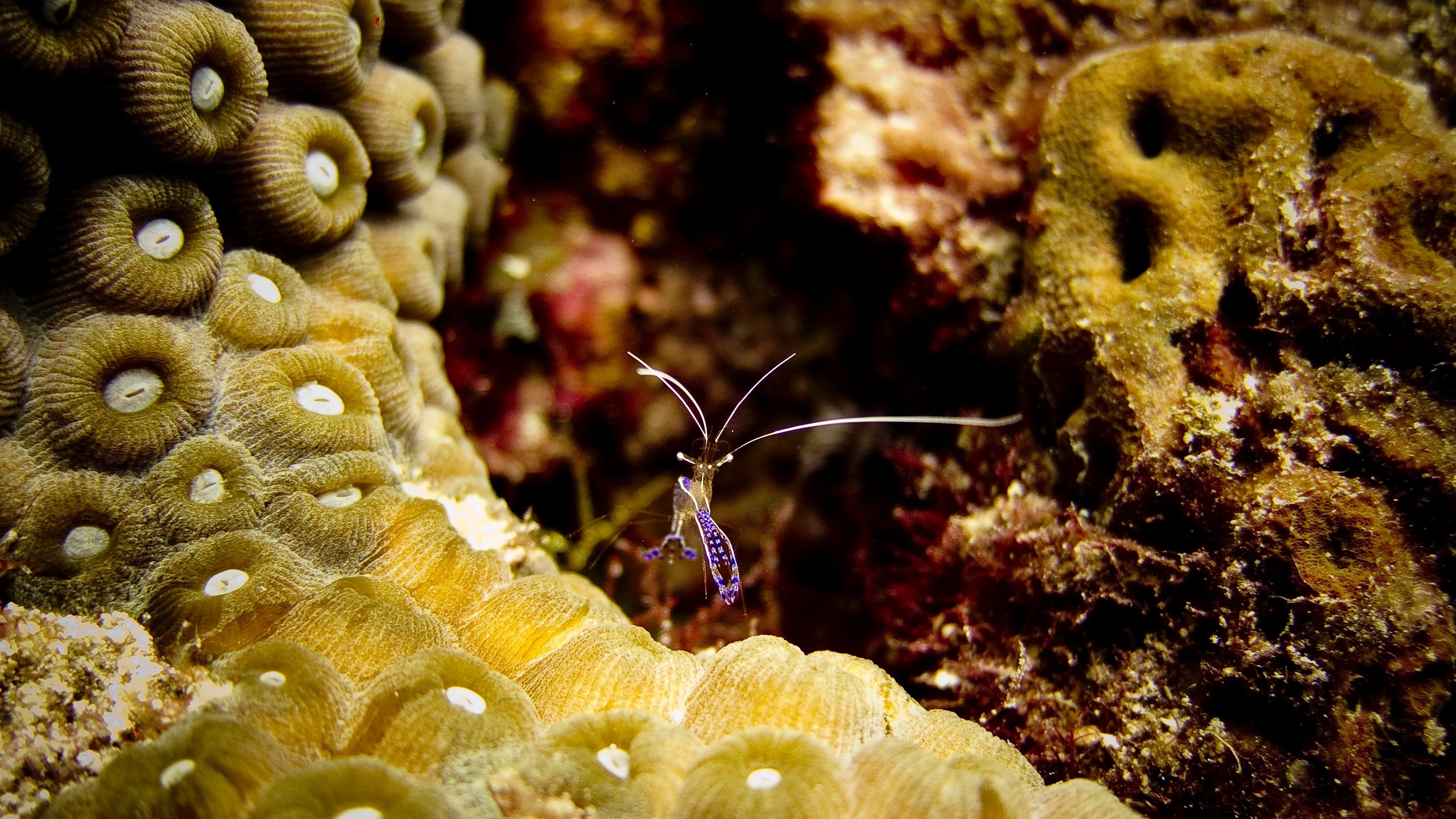 Sea Sponge: Shrimp, The multicellular organisms that have bodies full of pores. 3840x2160 4K Background.