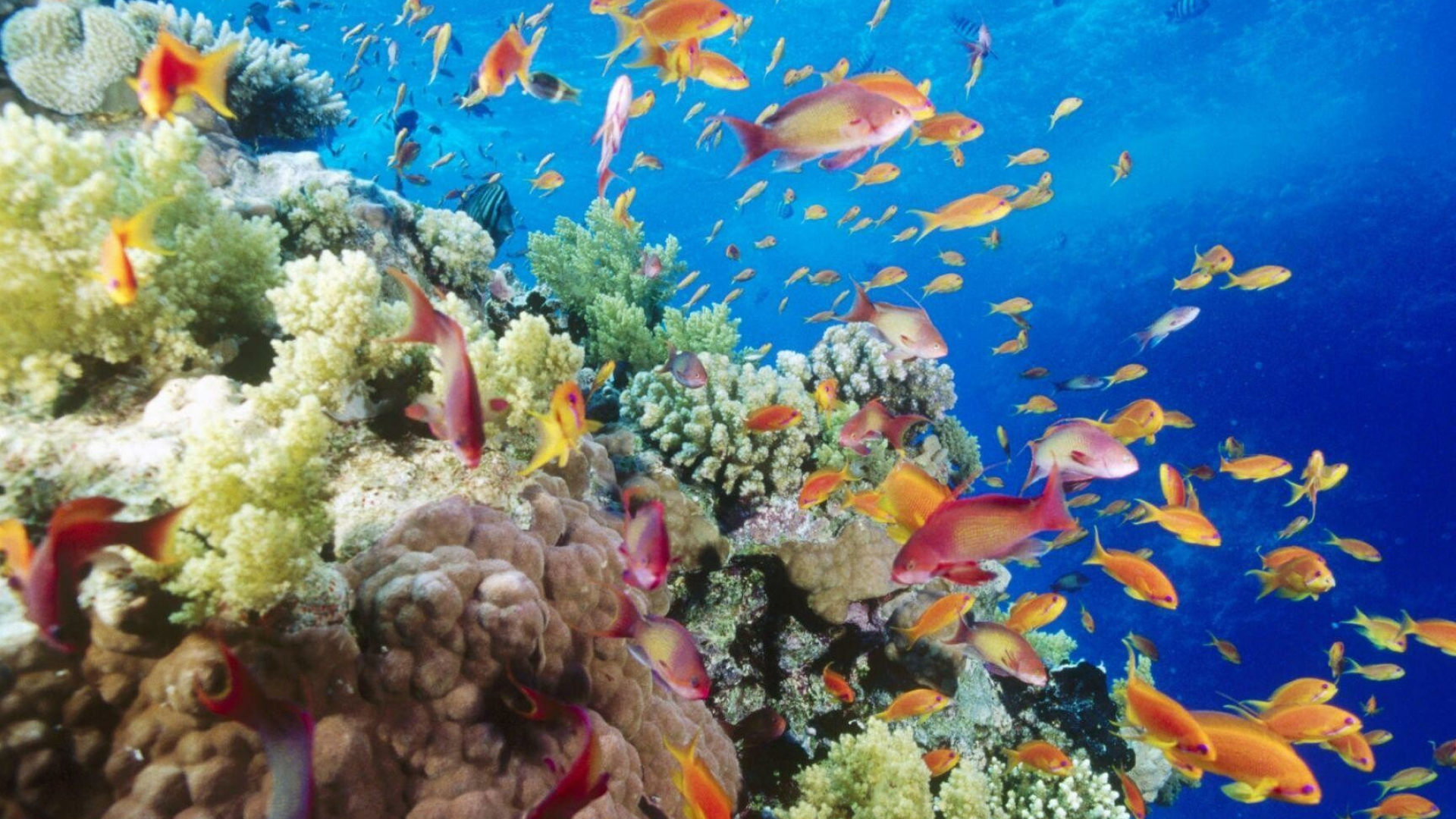 Great Barrier Reef: GBR Marine Park, Underwater ecosystem, Oceanic waters. 1920x1080 Full HD Wallpaper.
