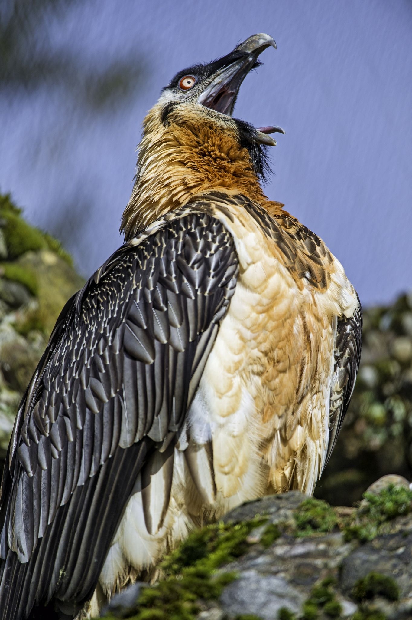 Bearded Vulture, Open beak, Pet bird, Majestic vulture, 1370x2050 HD Handy